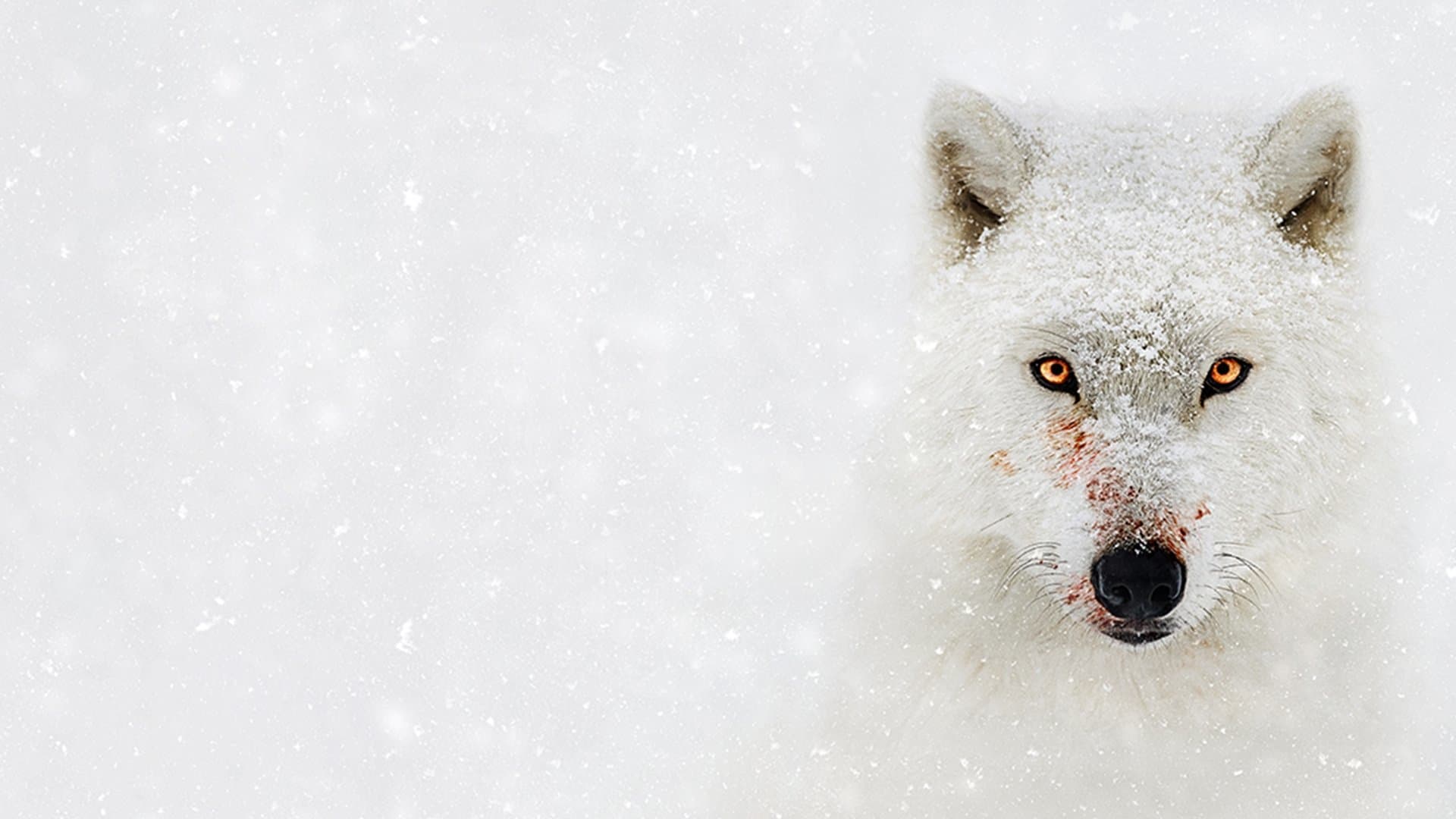 베어 그릴스의 혹독한 야생