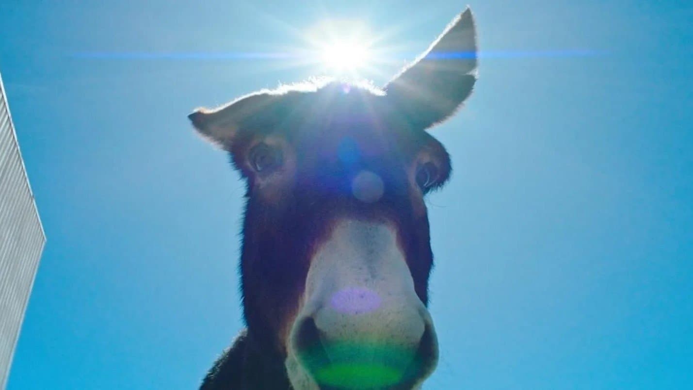 완벽하게 이상한