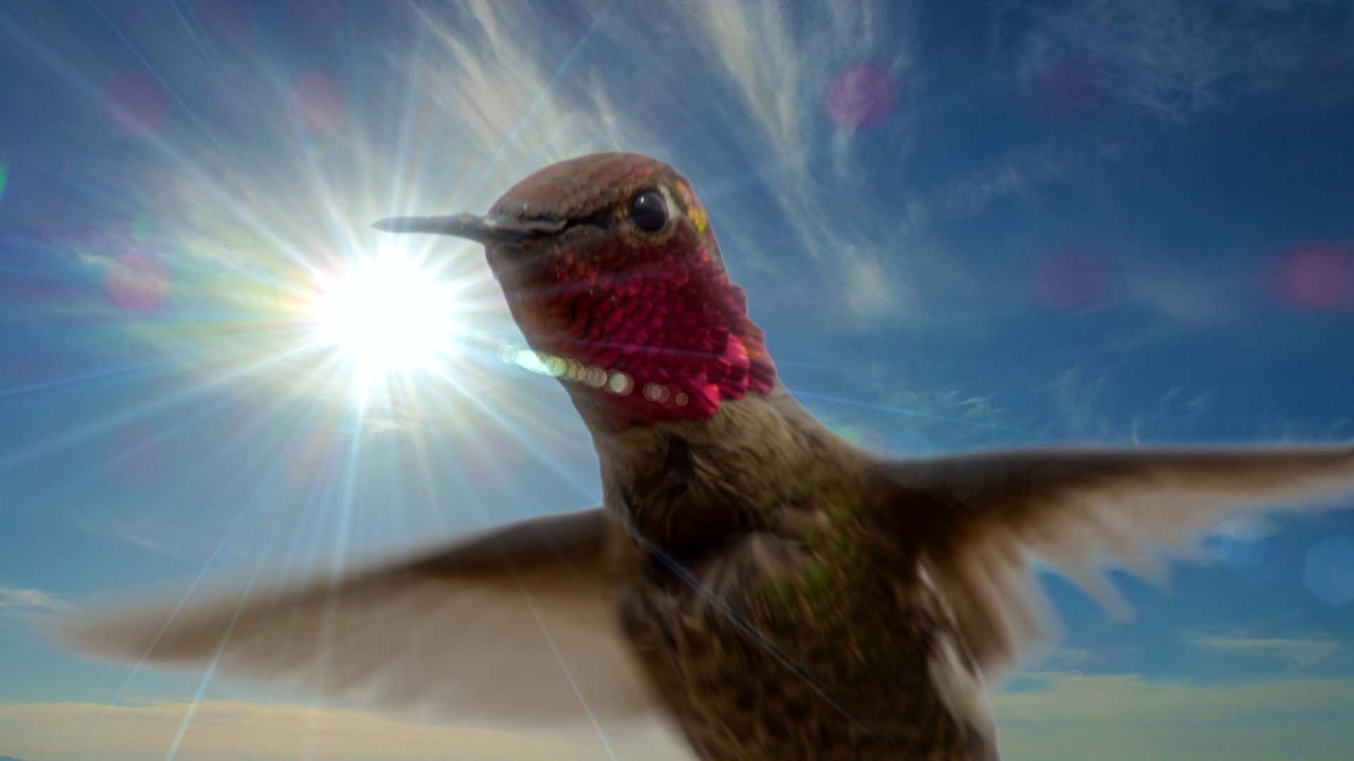 비행의 비밀, 하늘의 세계