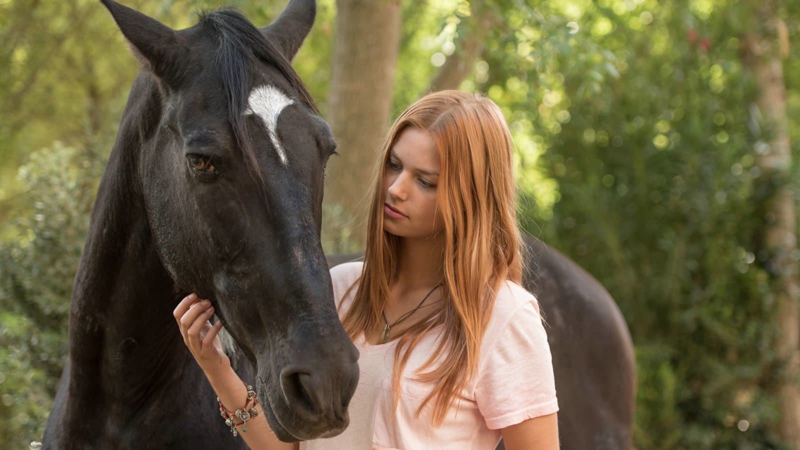 윈드스톰 앤 더 와일드 홀시스