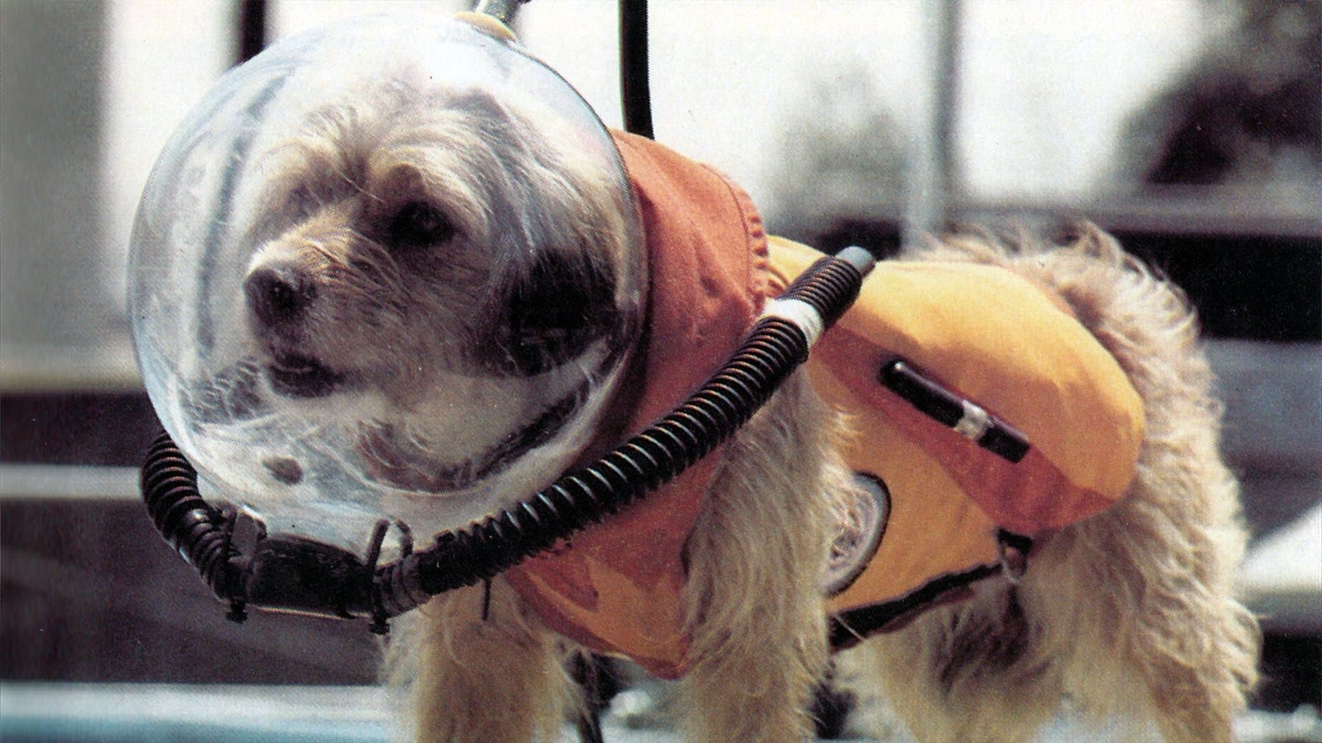 Benji (Takes a Dive) at Marineland