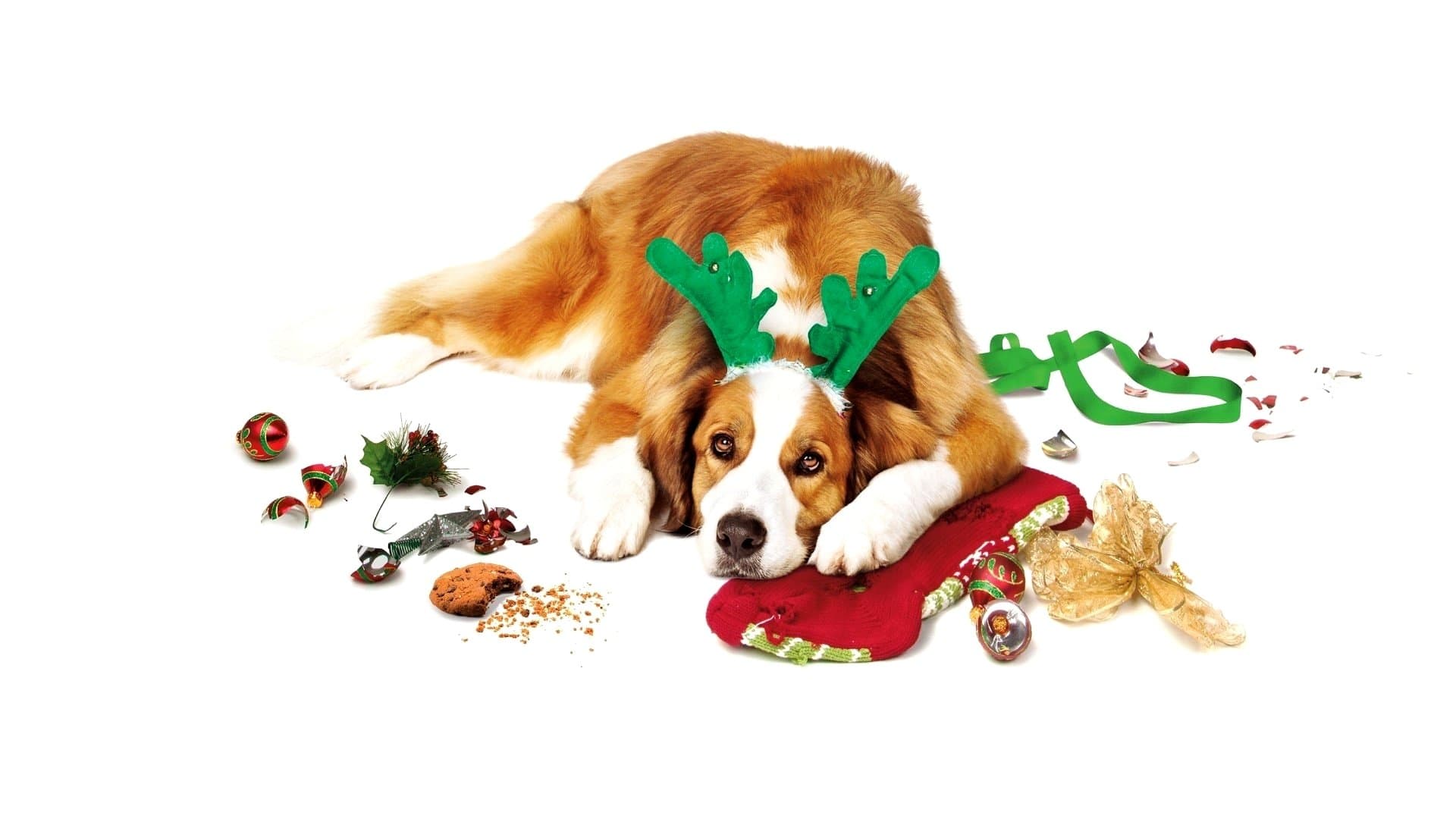 러브 더 쿠퍼스