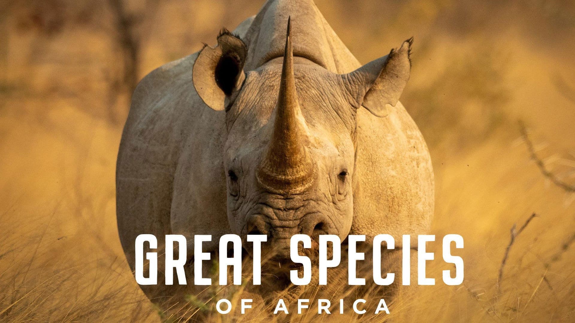 Great Species of Africa