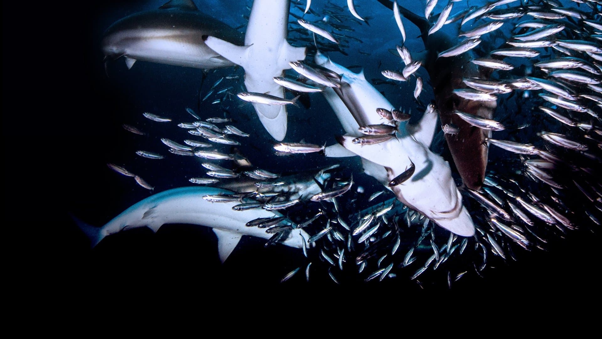 위대한 상어: 먹이 시간