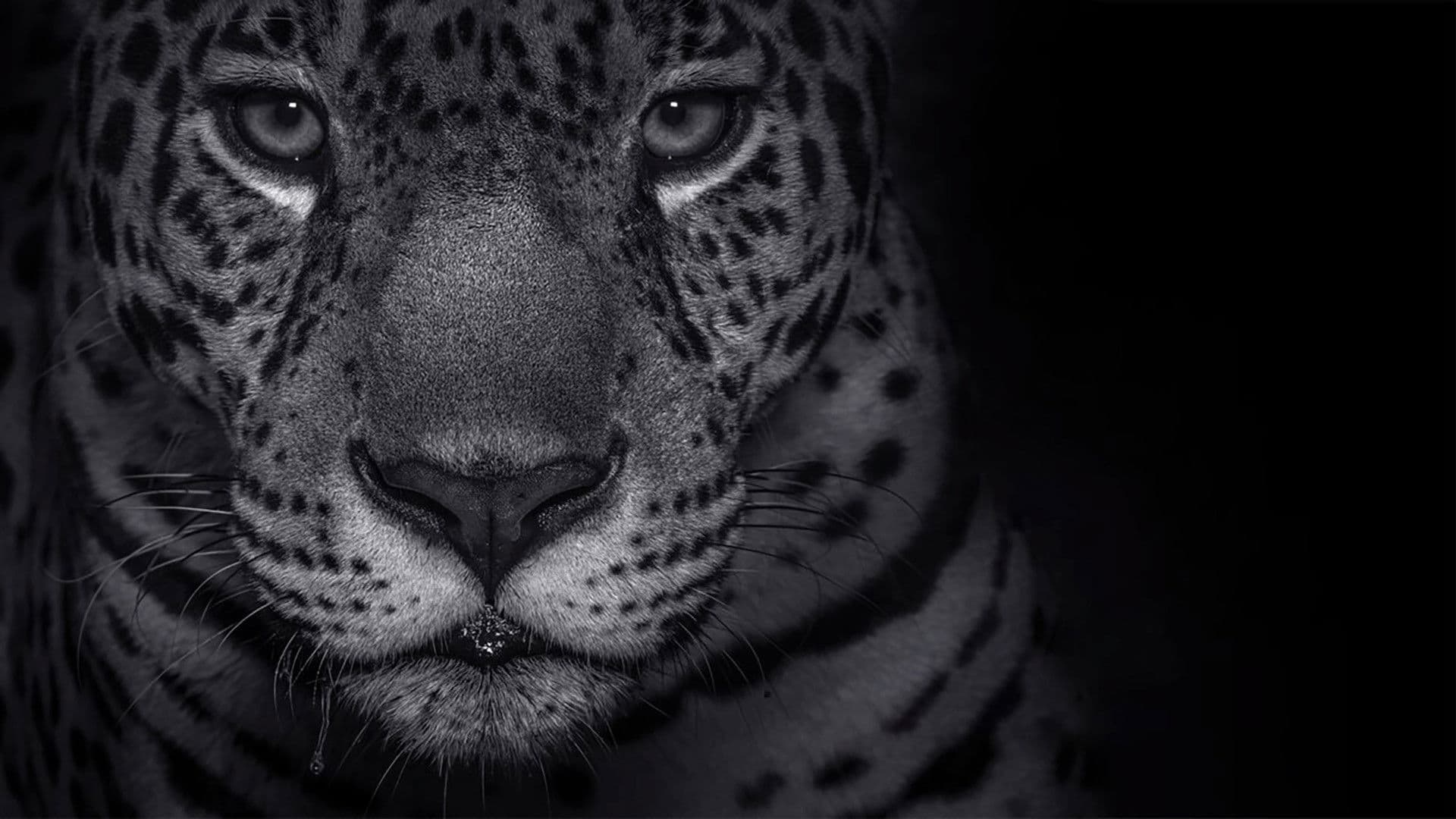 Die Erde - Ein Planet im Portrait