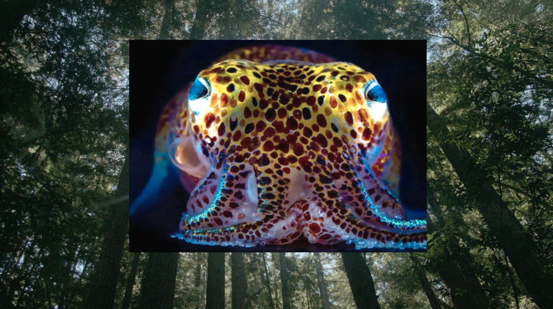 도나 해러웨이: 지구 생존 가이드