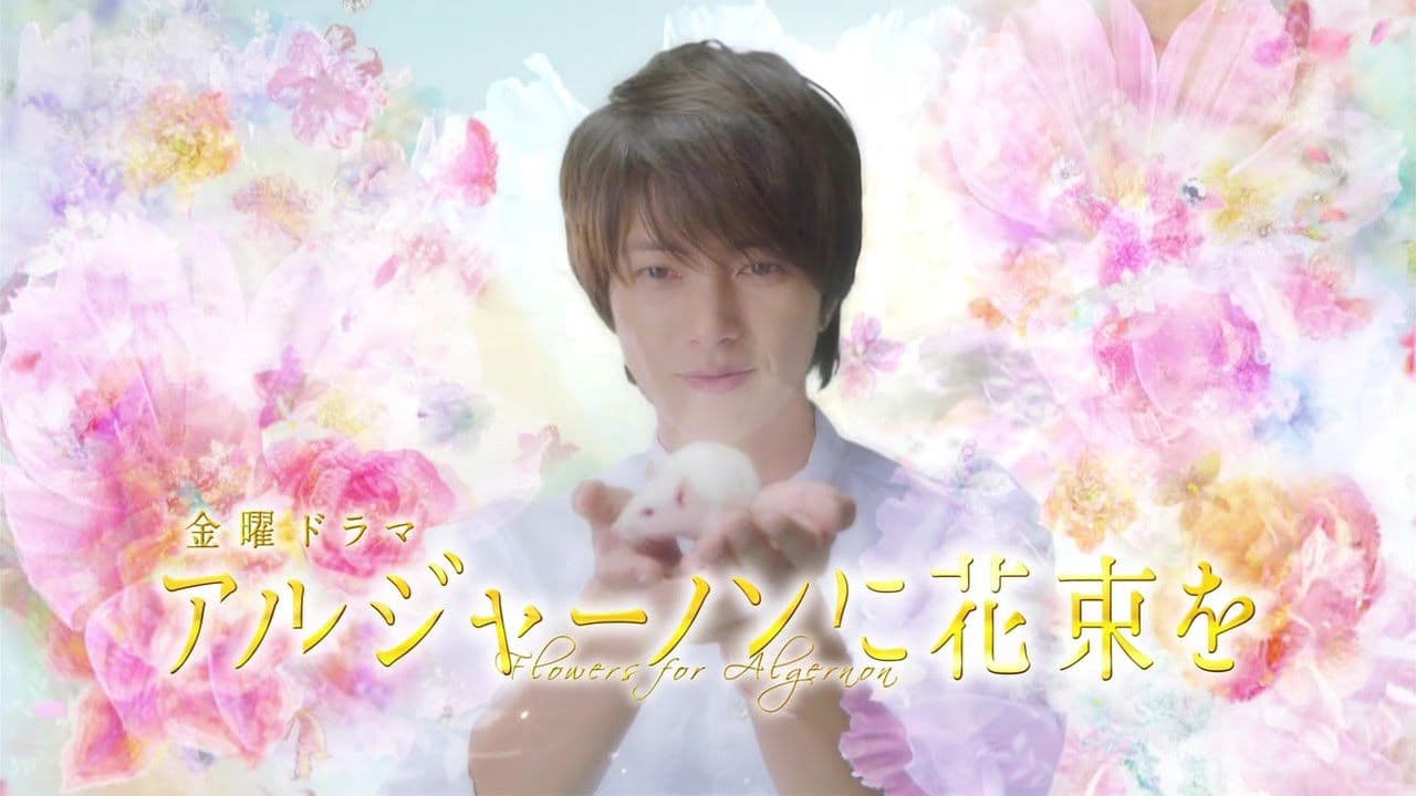 아르제논에게 꽃다발을