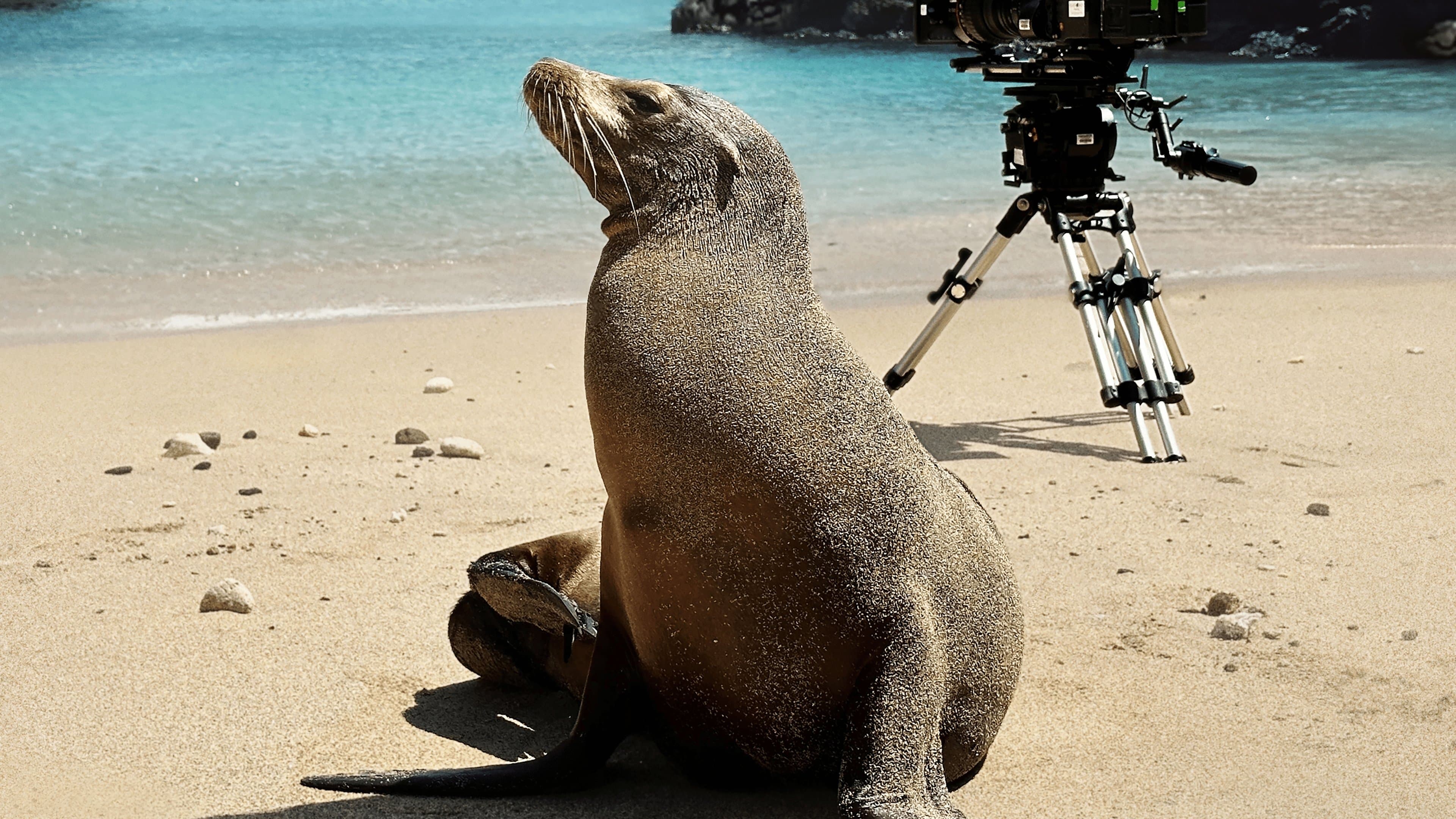 갈라파고스의 바다사자 비하인드