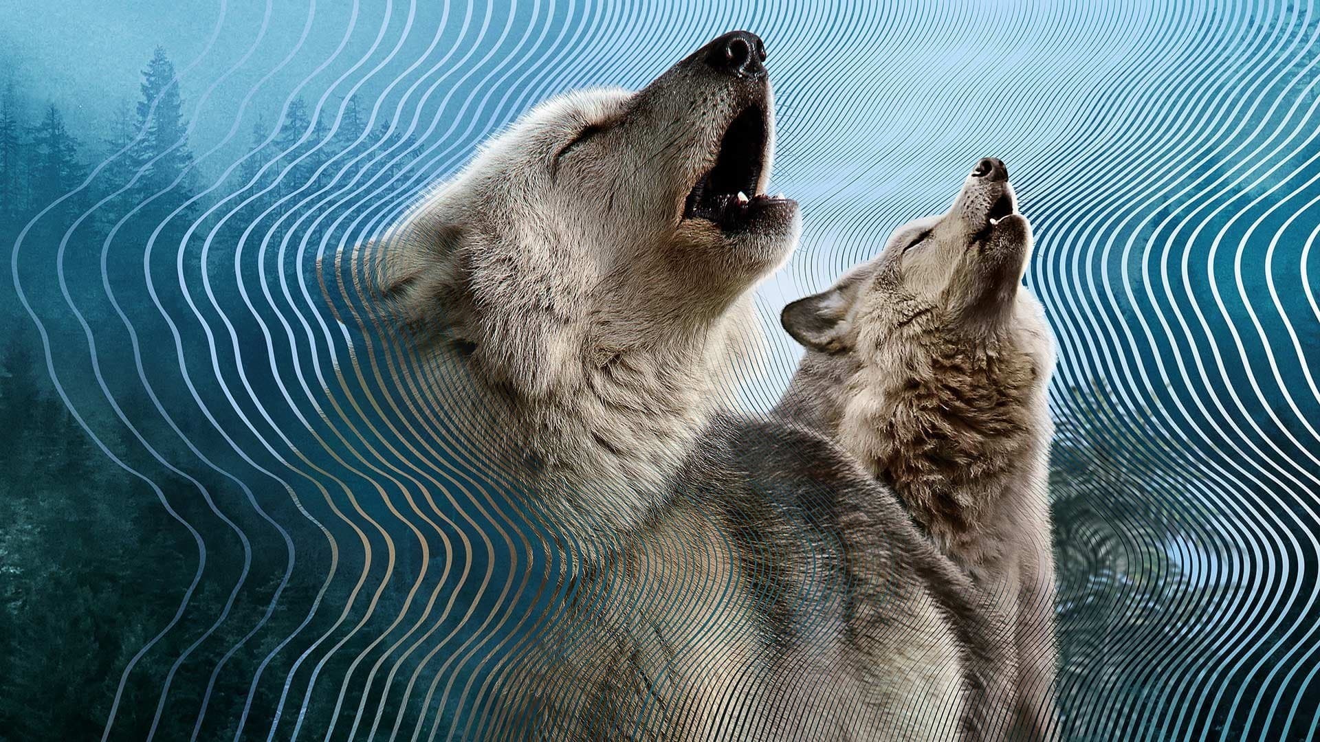 데이비드 애튼버러: 신비한 소리의 세계