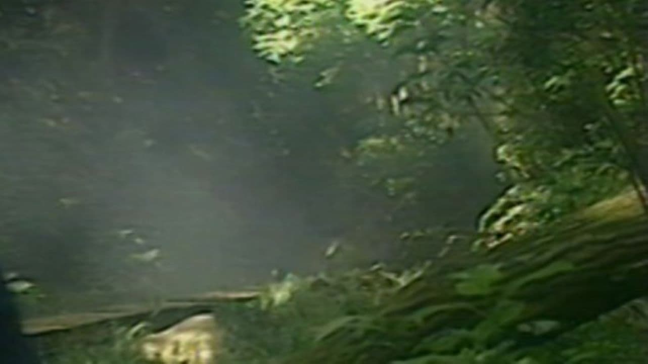 女狐怪奇伝説 妖女メロン