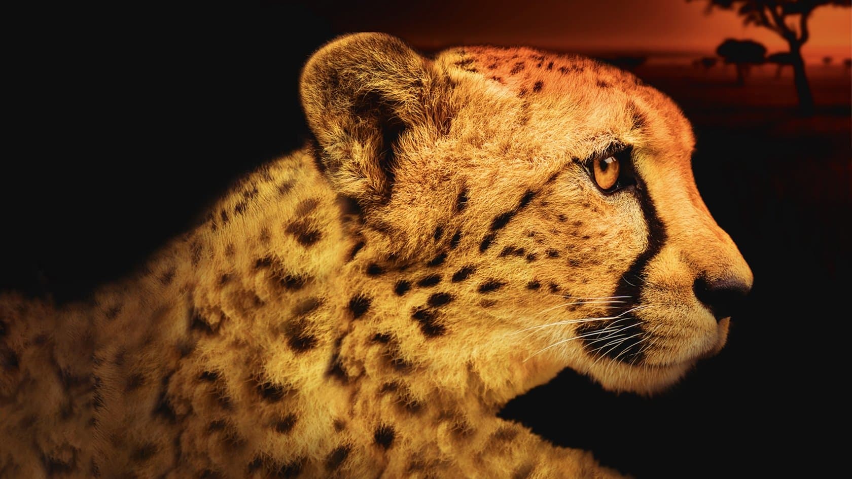 아프리카의 맹수