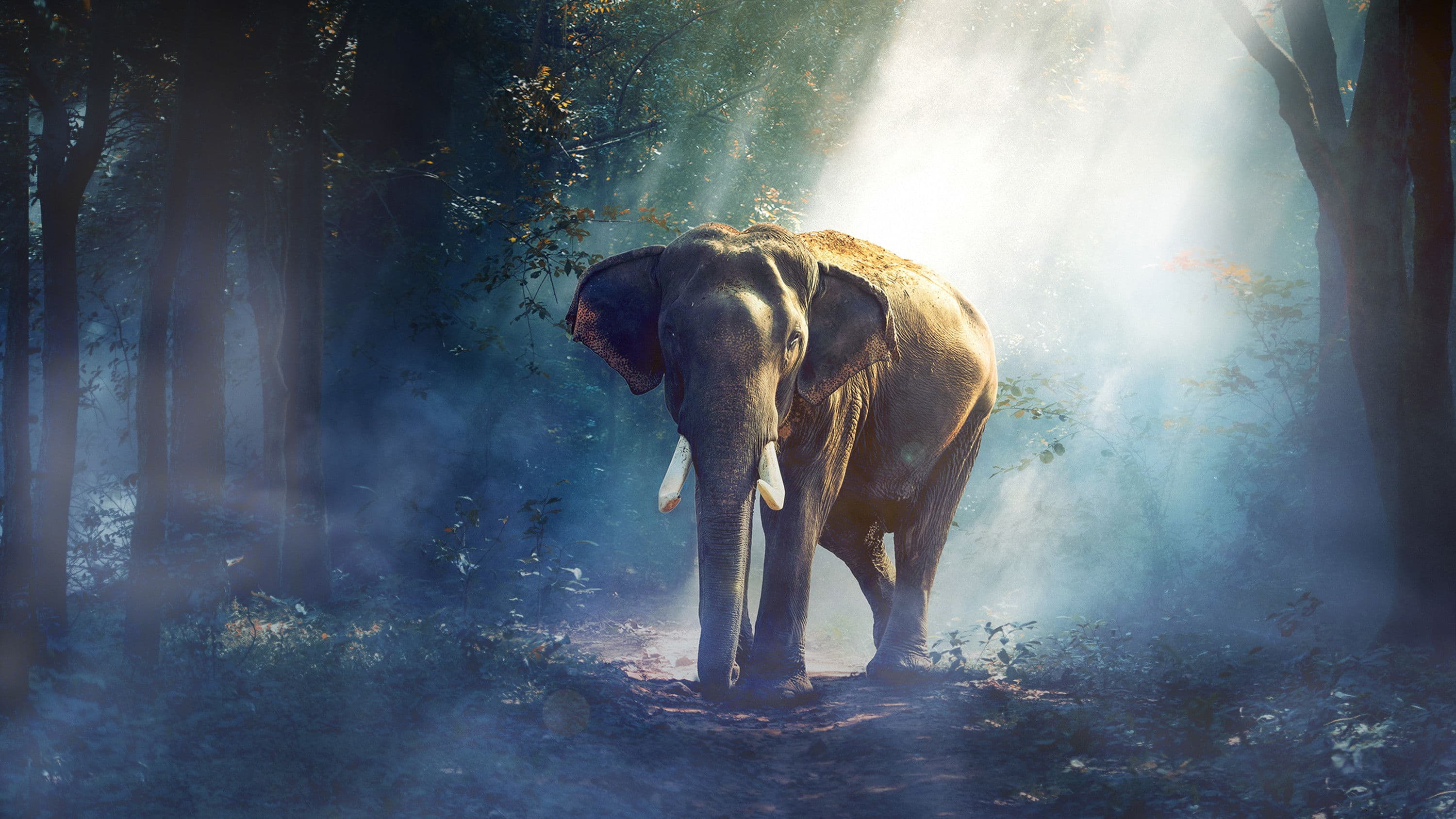 적도 야생의 비밀