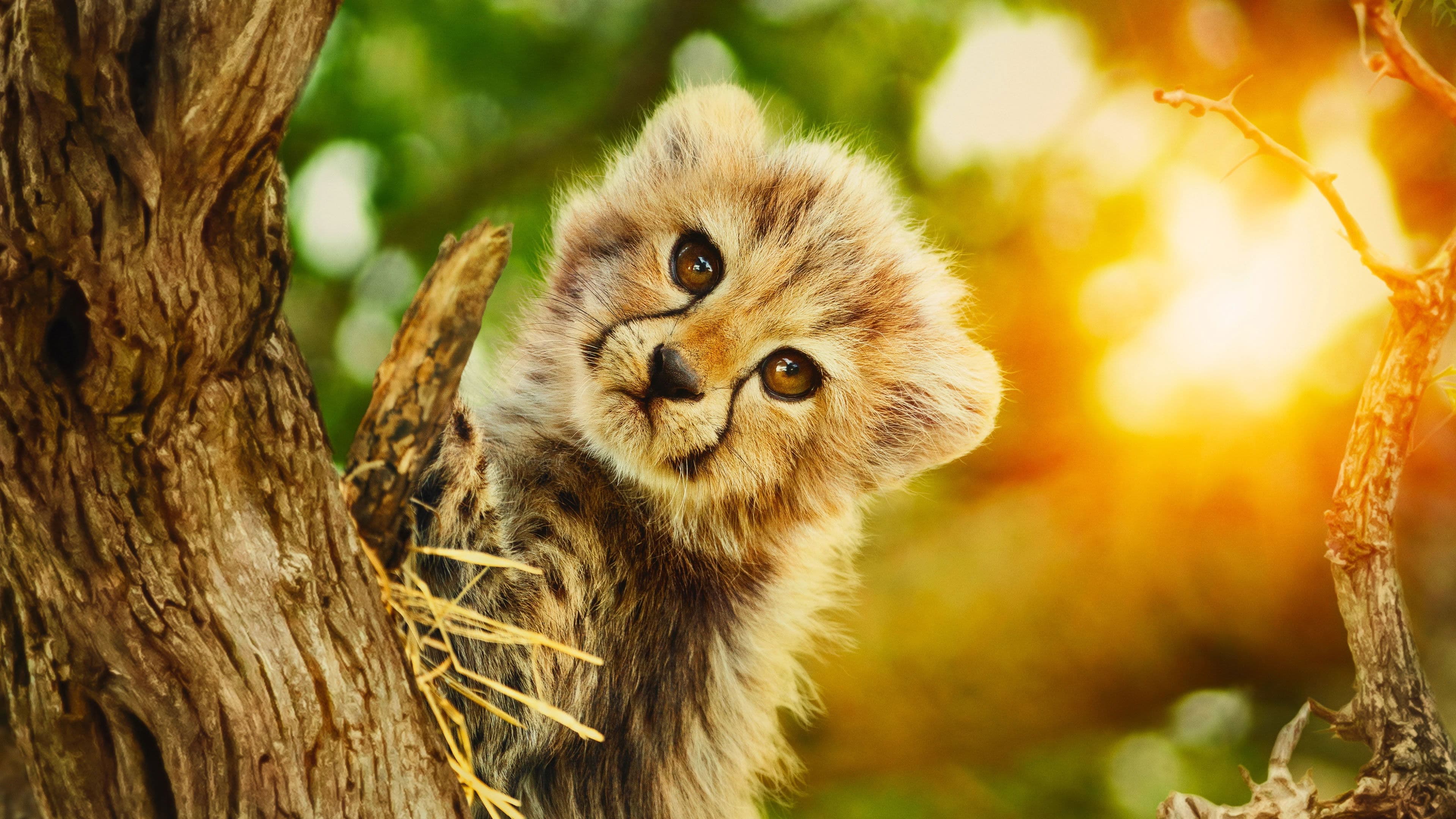 '다시, 야생으로' - Born to Be Wild