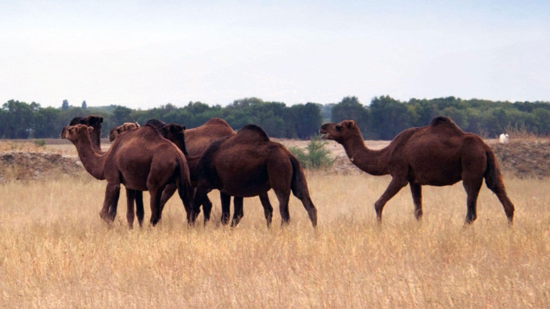 Un remède de chameau - La révolution des nanocorps
