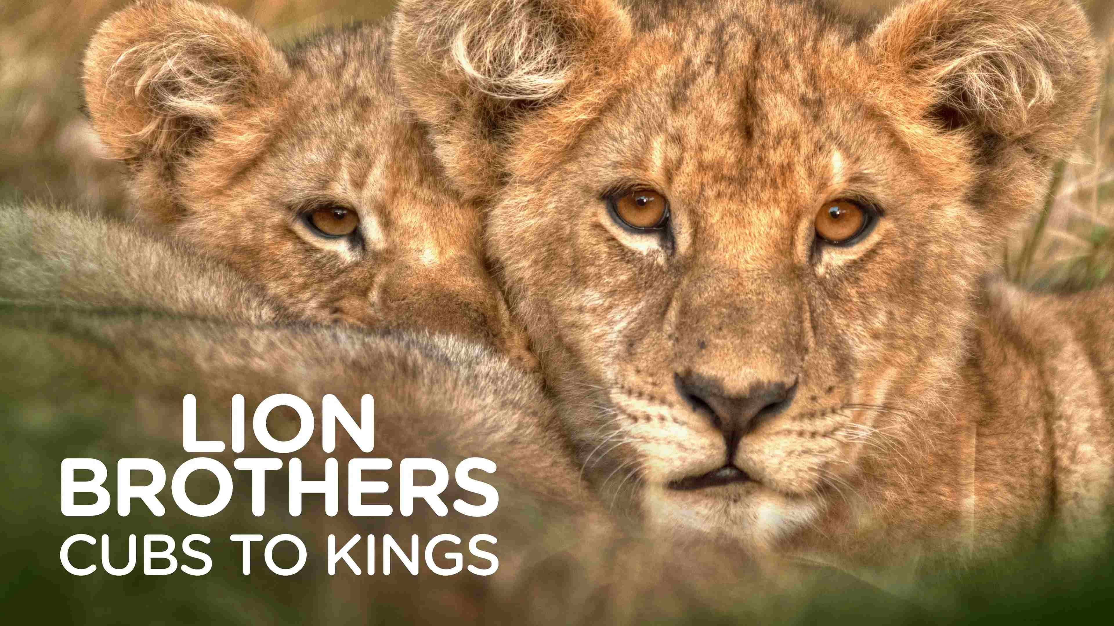 Lion Brothers: Cubs to Kings