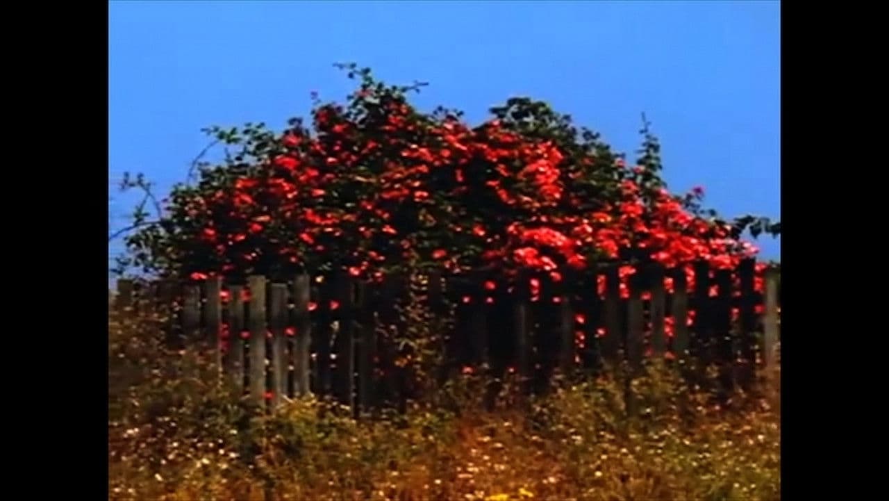 Sem TÍtulo #9: Nem Todas as Flores da Falta