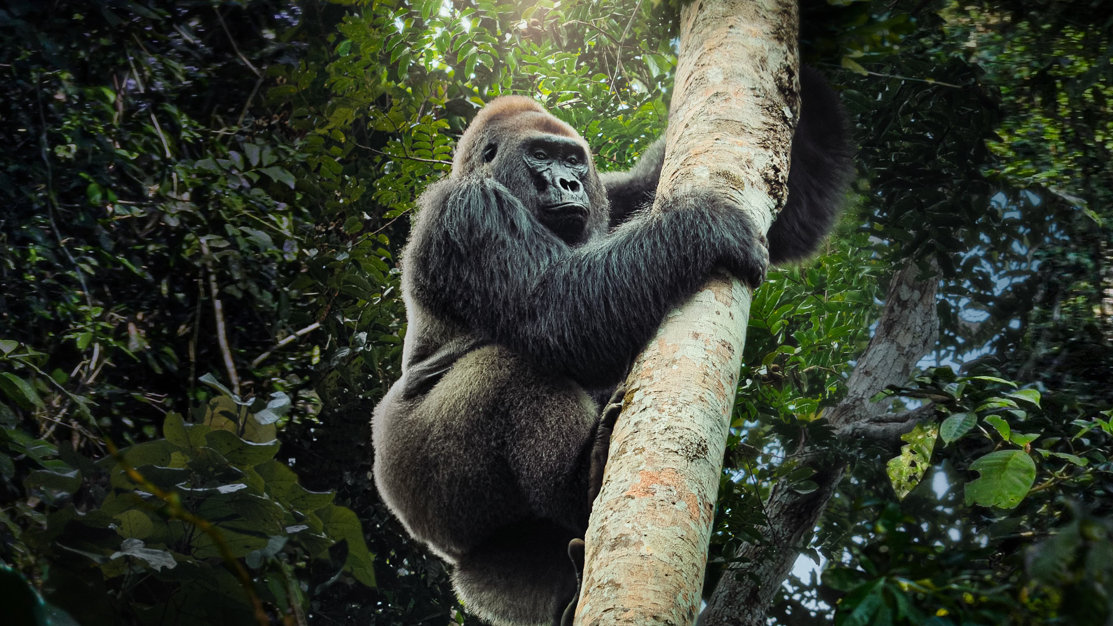 '자이언트: 거대 동물의 생존 방식' - Big Beasts