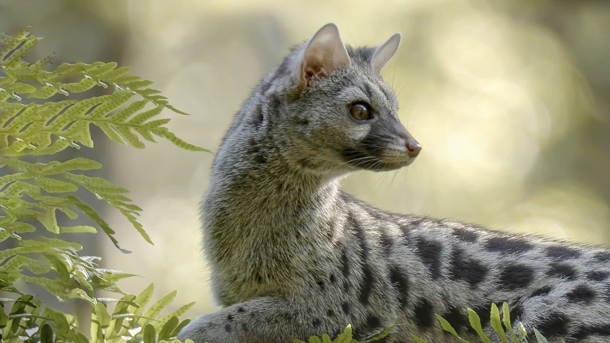 유럽의 숨겨진 비밀