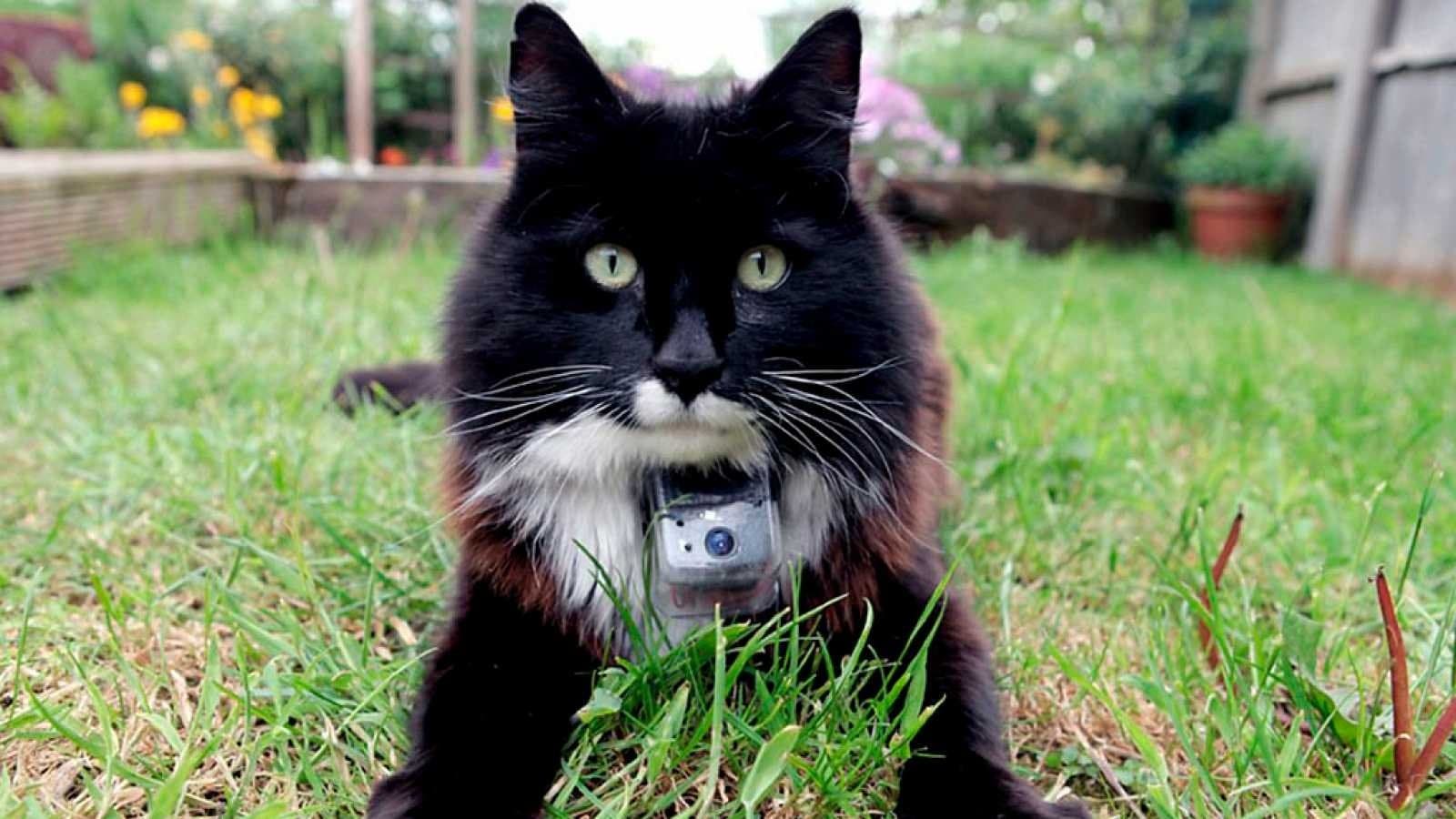 고양이의 은밀한 사생활