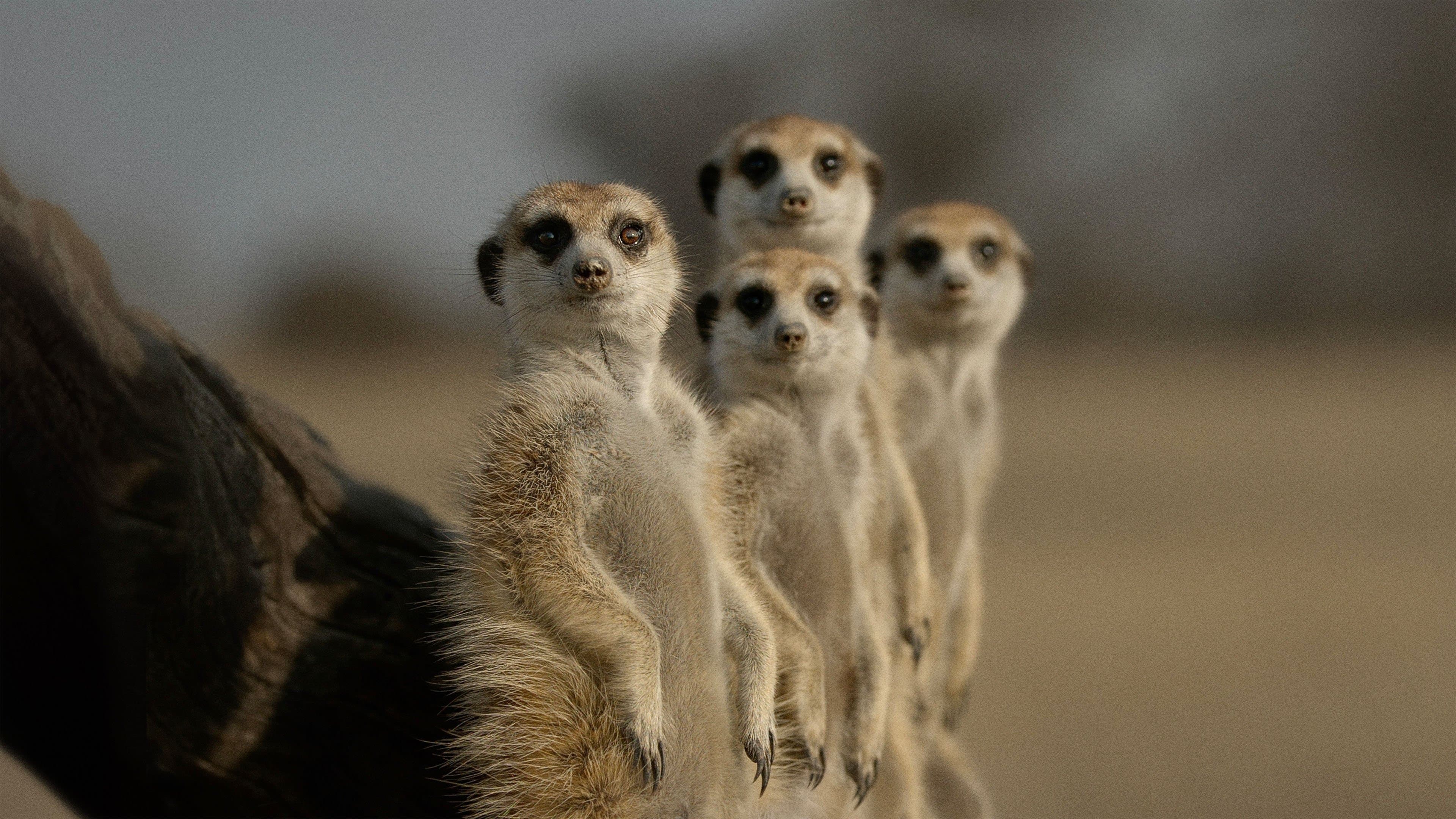 '우리가 몰랐던 동물들의 삶' - The Secret Lives of Animals