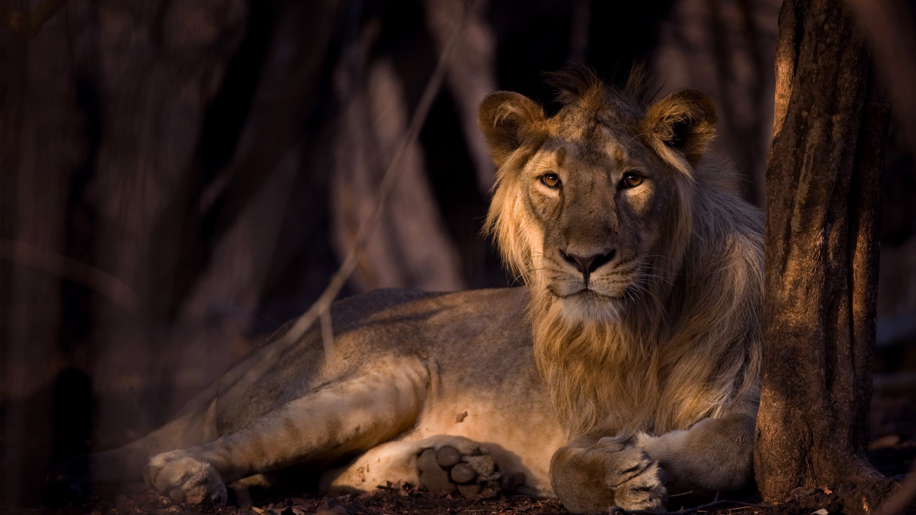 야생 인도의 비밀