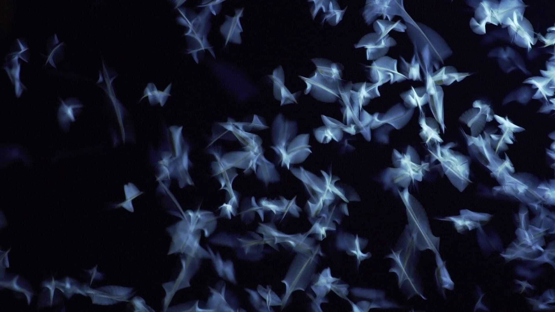 A dunavirág mentőakció