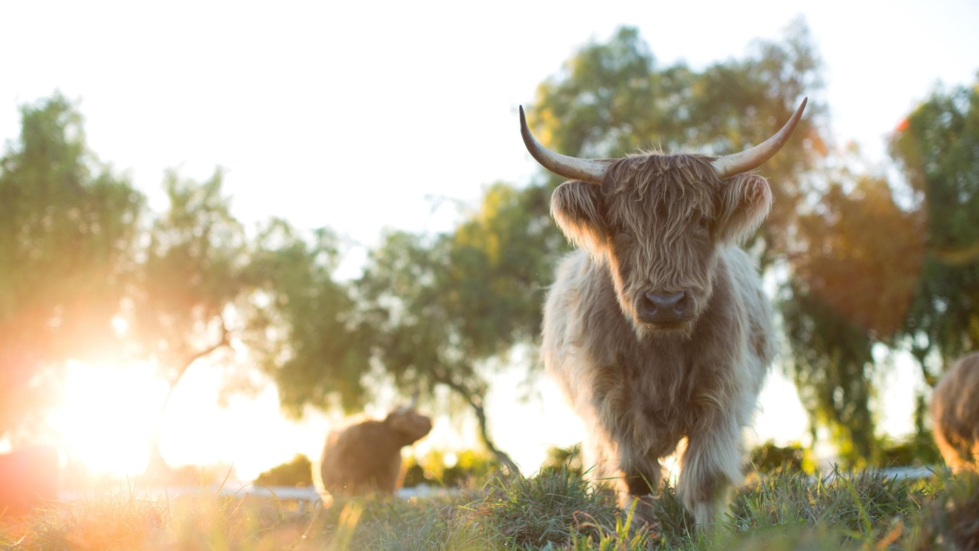 위대한 작은 농장: 돌아오다