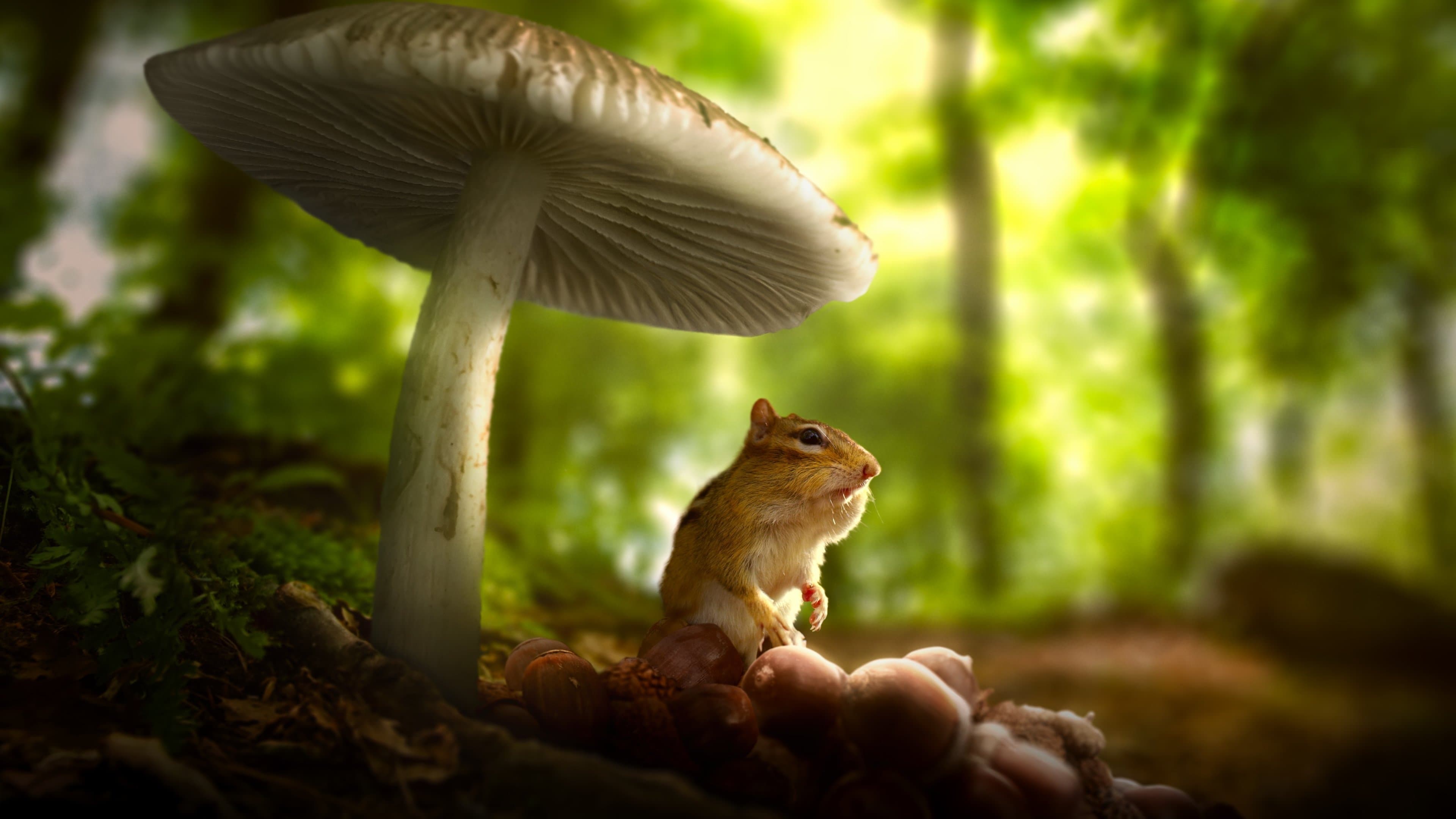 '작은 세상' - Tiny World