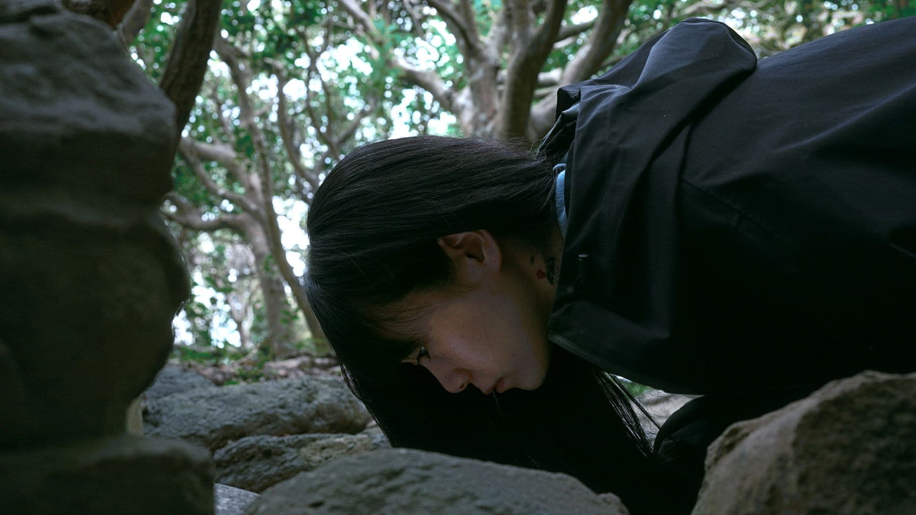 코코넛 나무의 높이