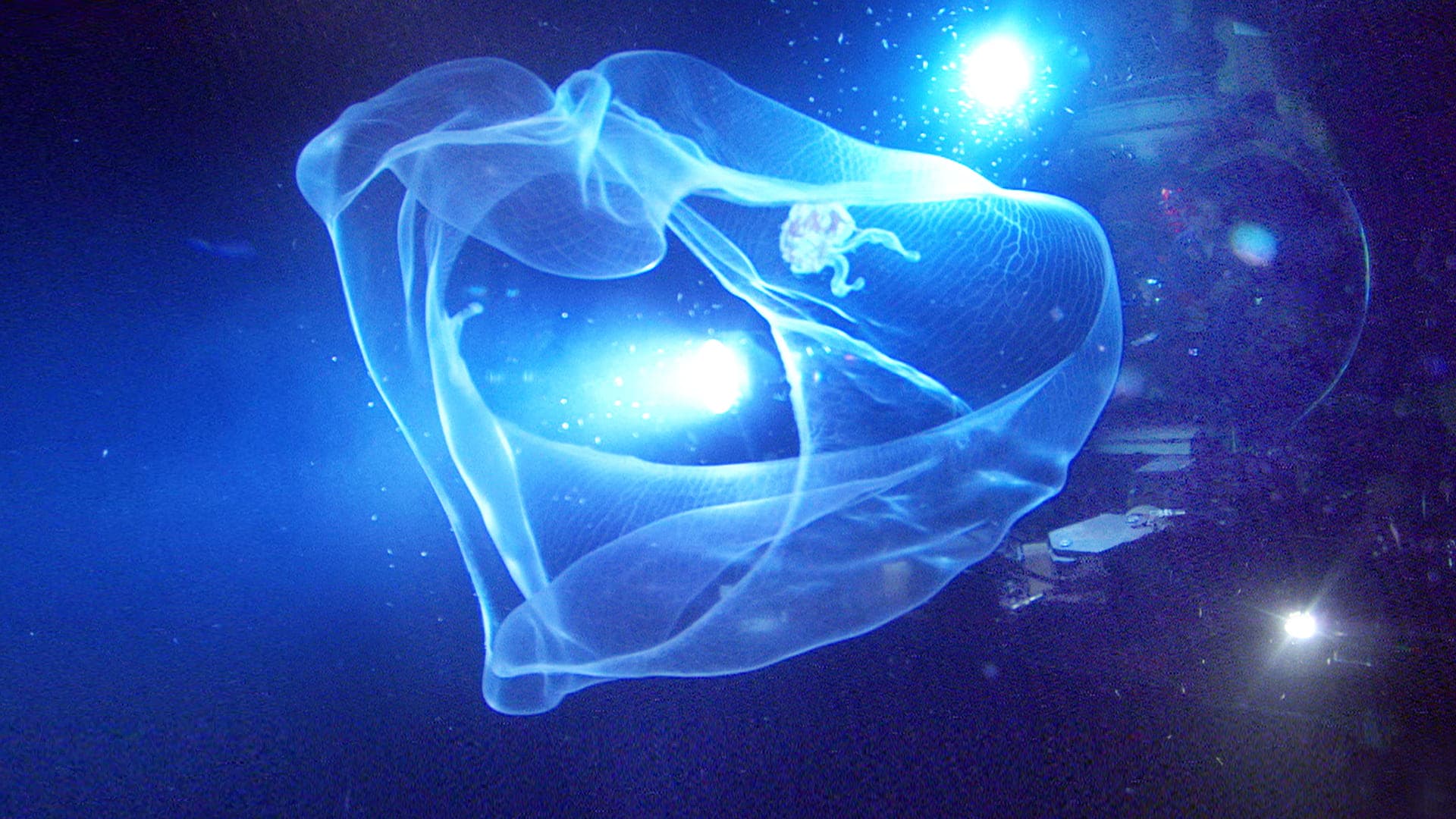 에이리언 오브 더 딥