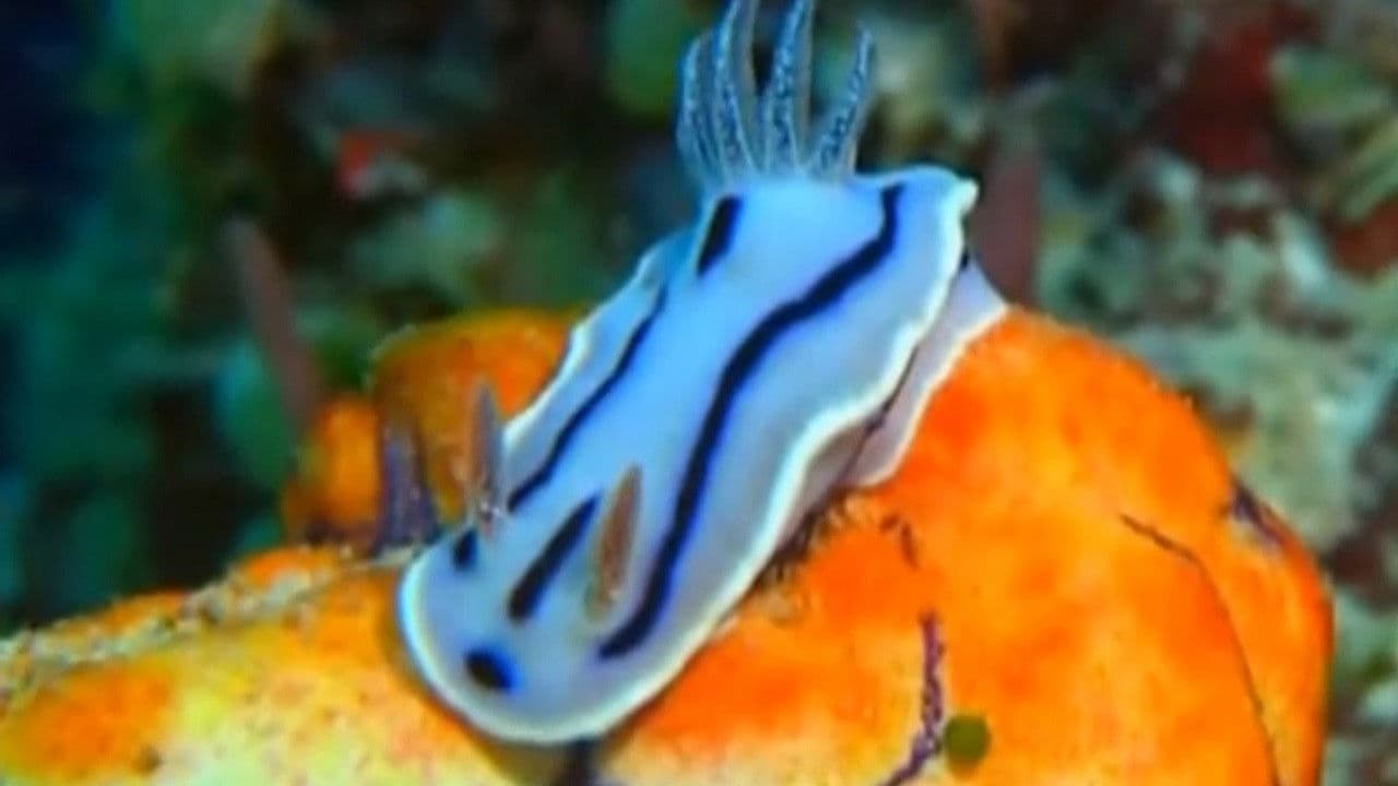 물 아래의 인상