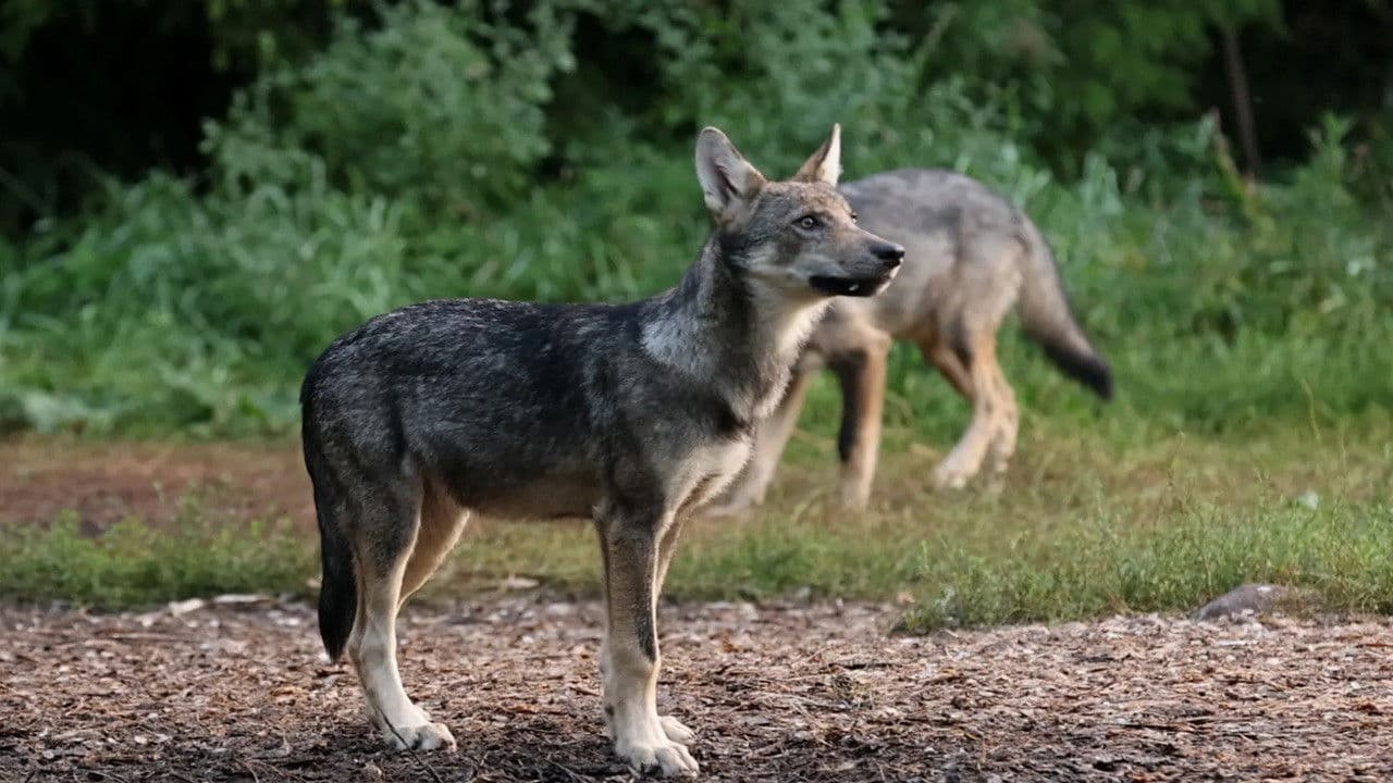 Kriimsilm, karuott ja rebane. Märkmeid metsast