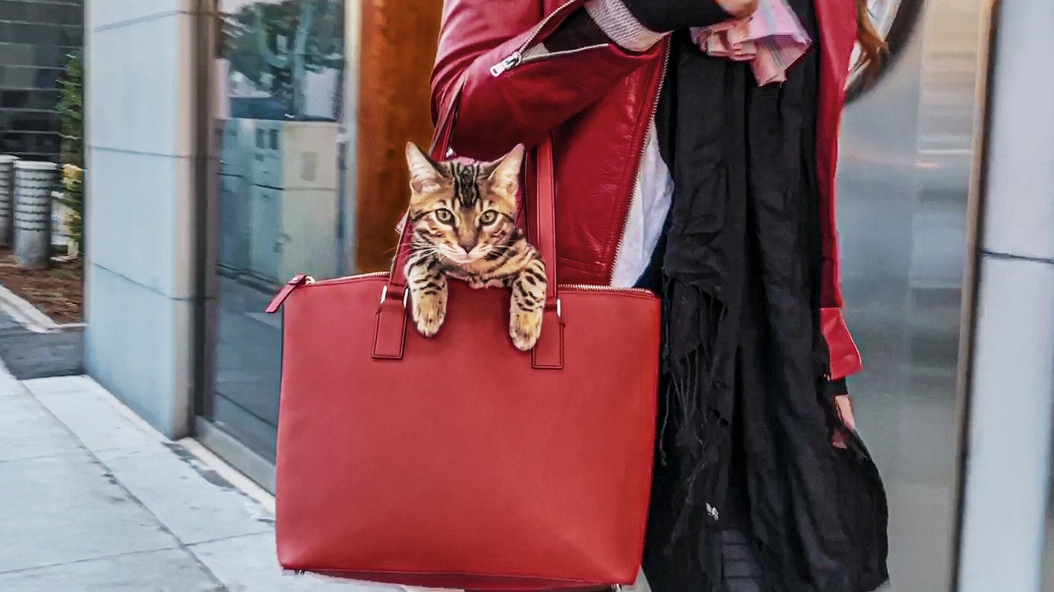 우리는 고양이 집사