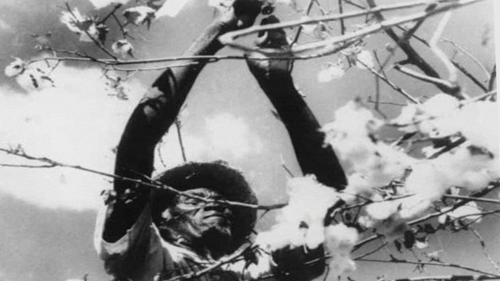 O País de São Saruê