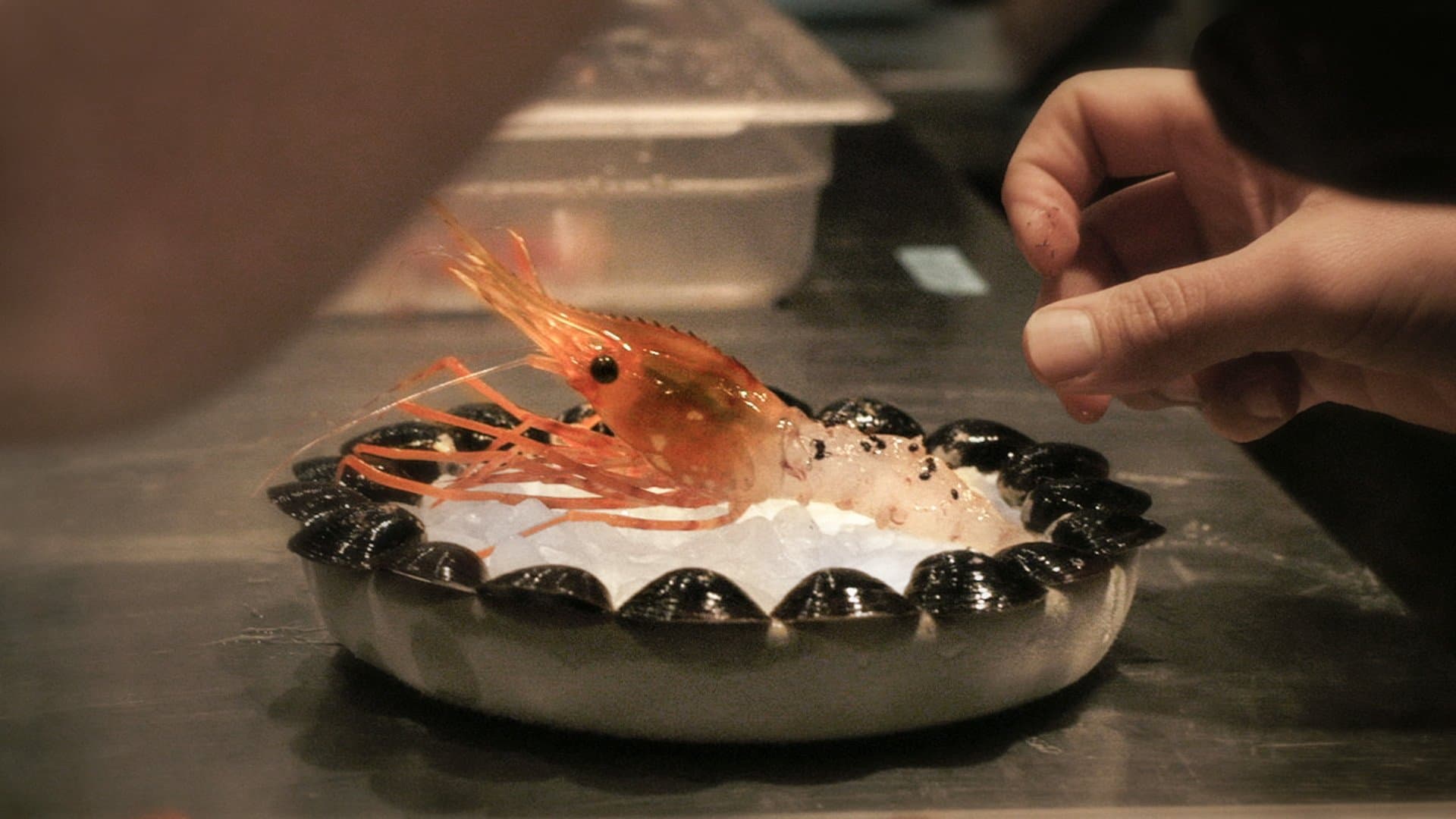 새우 위에 개미