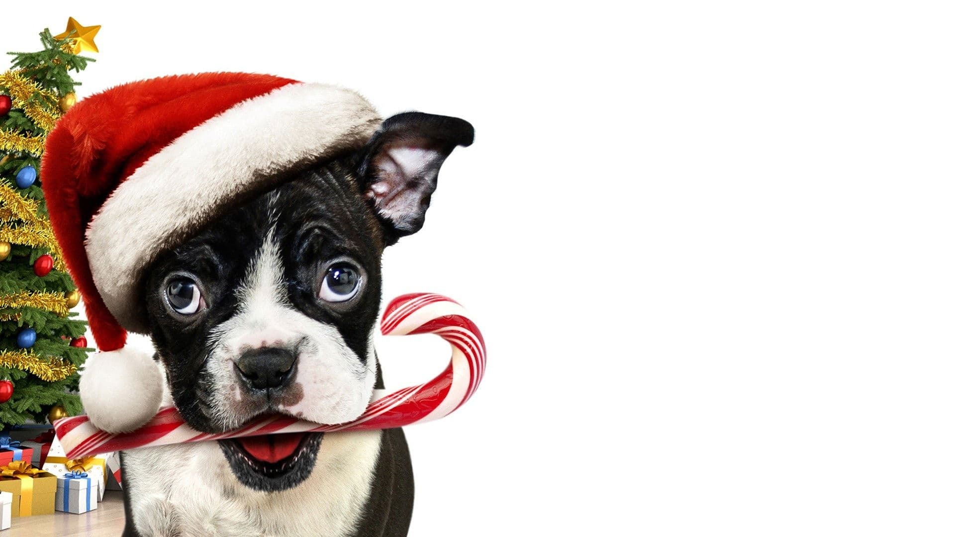 나홀로 크리스마스