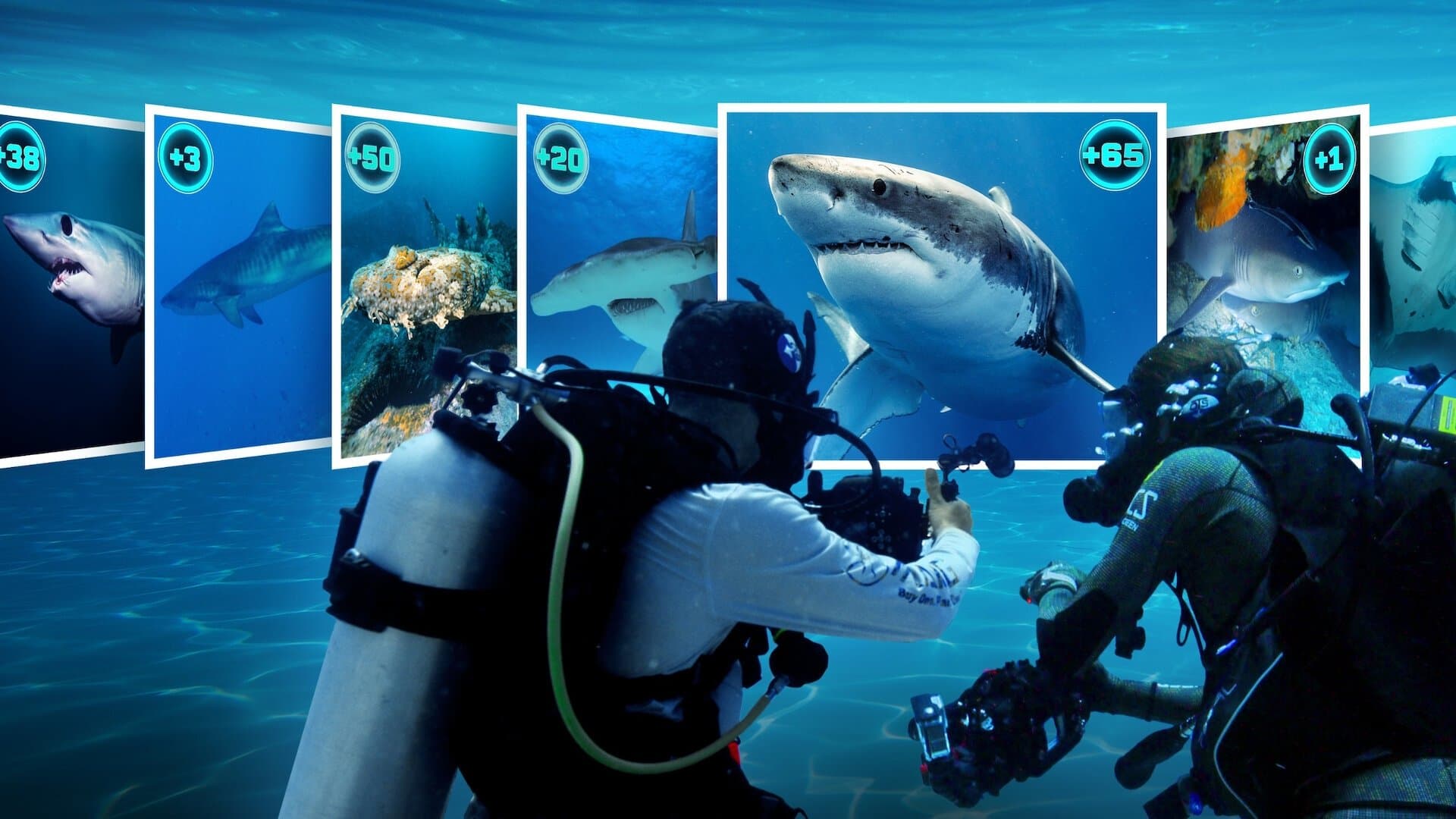 찾아라! 세상의 모든 상어