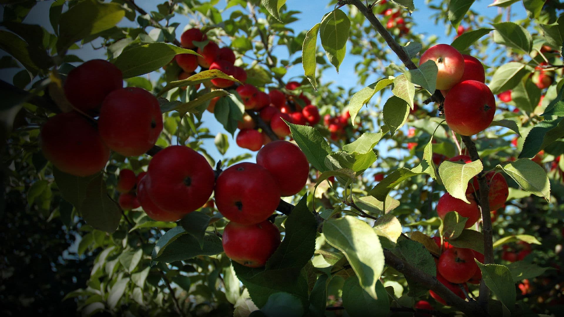 바터니 오브 디자이어