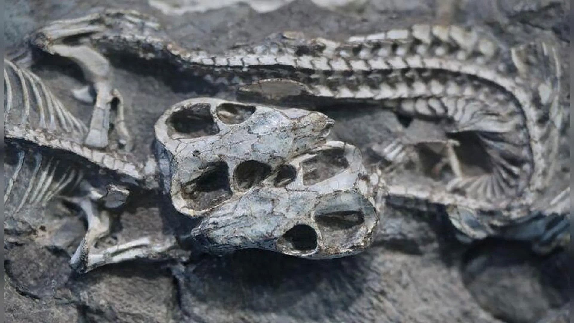 The Origins of Mammals