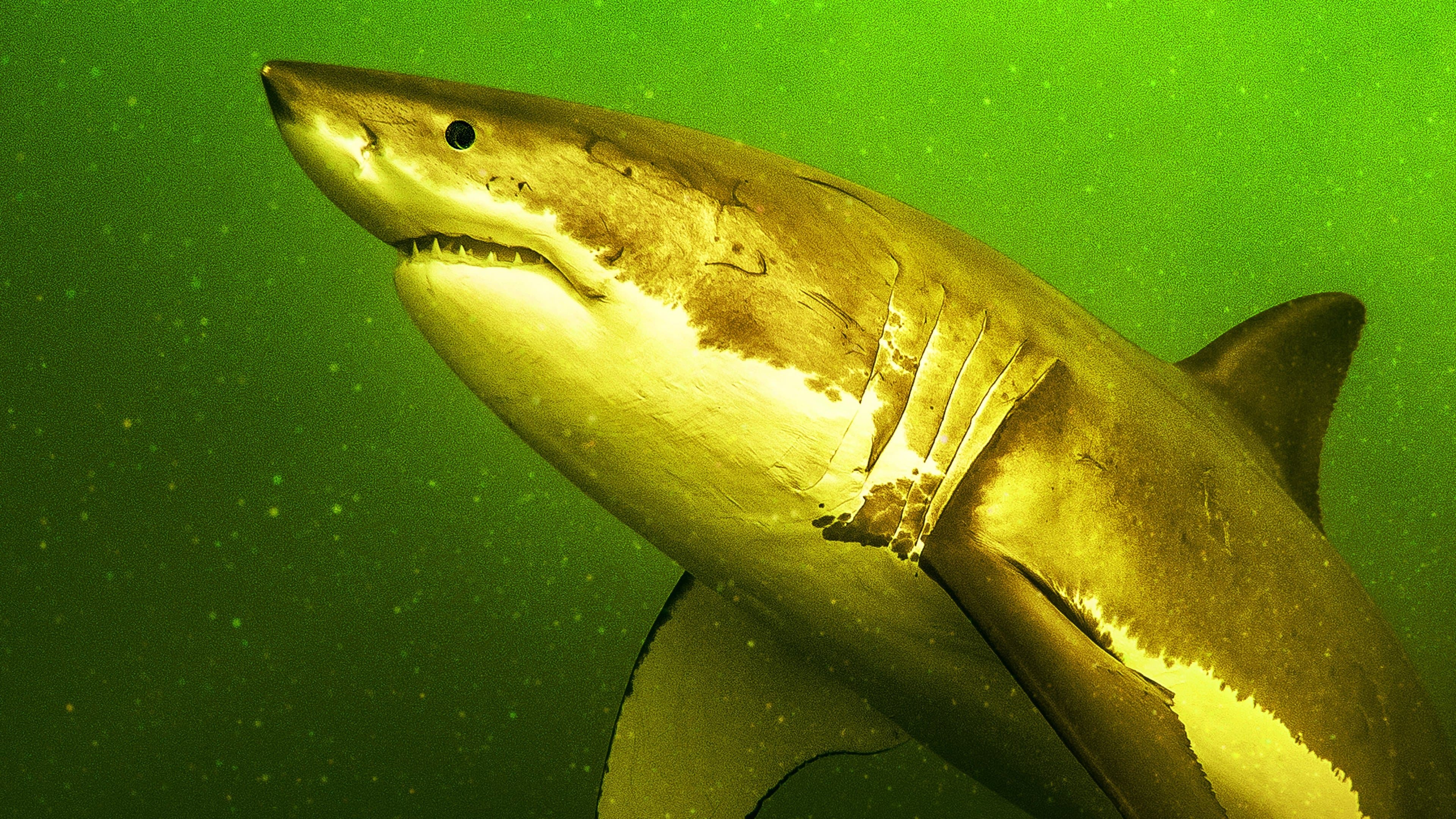 돌아온 백상아리