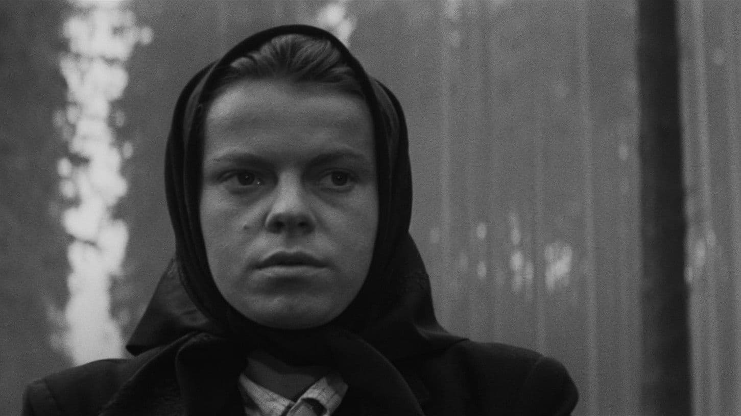 비엔나로 가는 마차