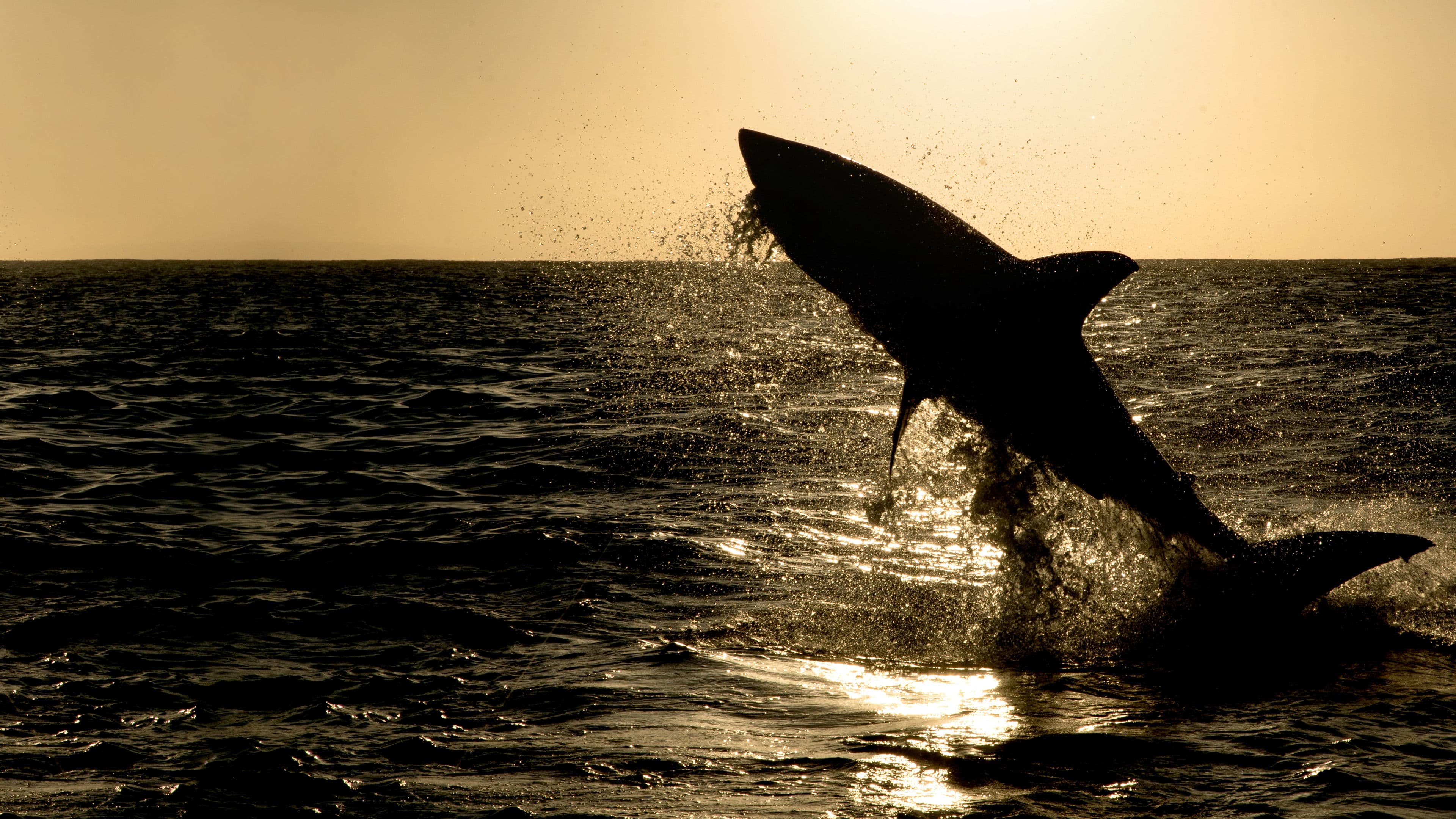 거대 상어가 지배한다