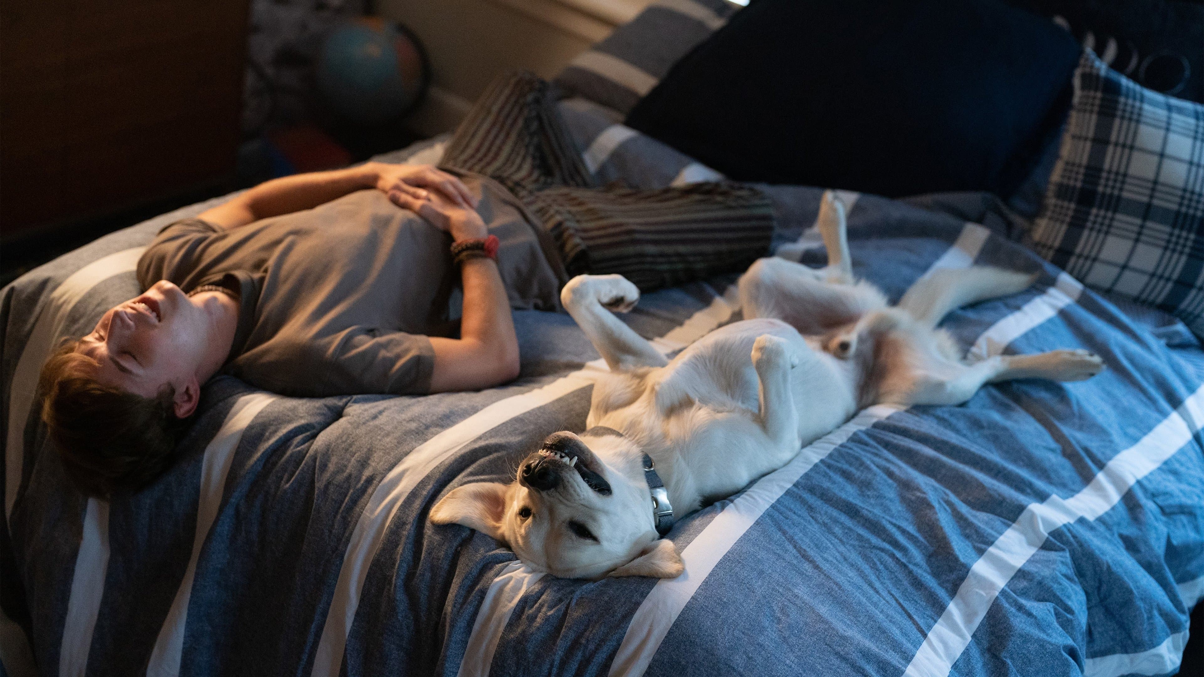 우리집 개를 찾습니다