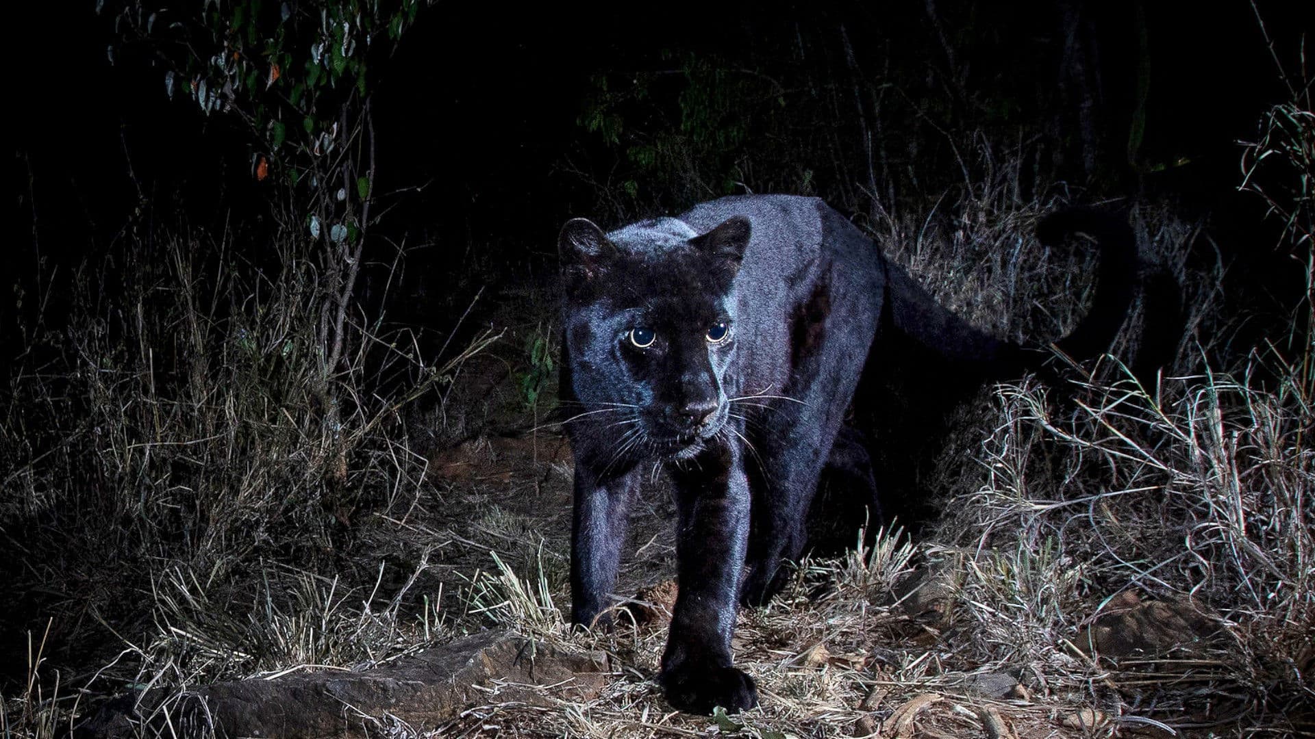 In Search Of A Legend: Black Leopard