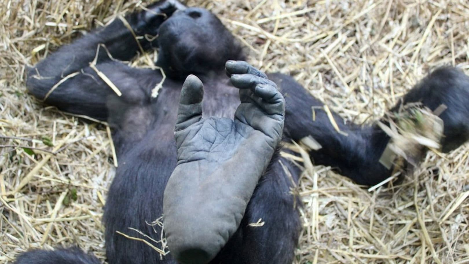 보이지 않는 동물원