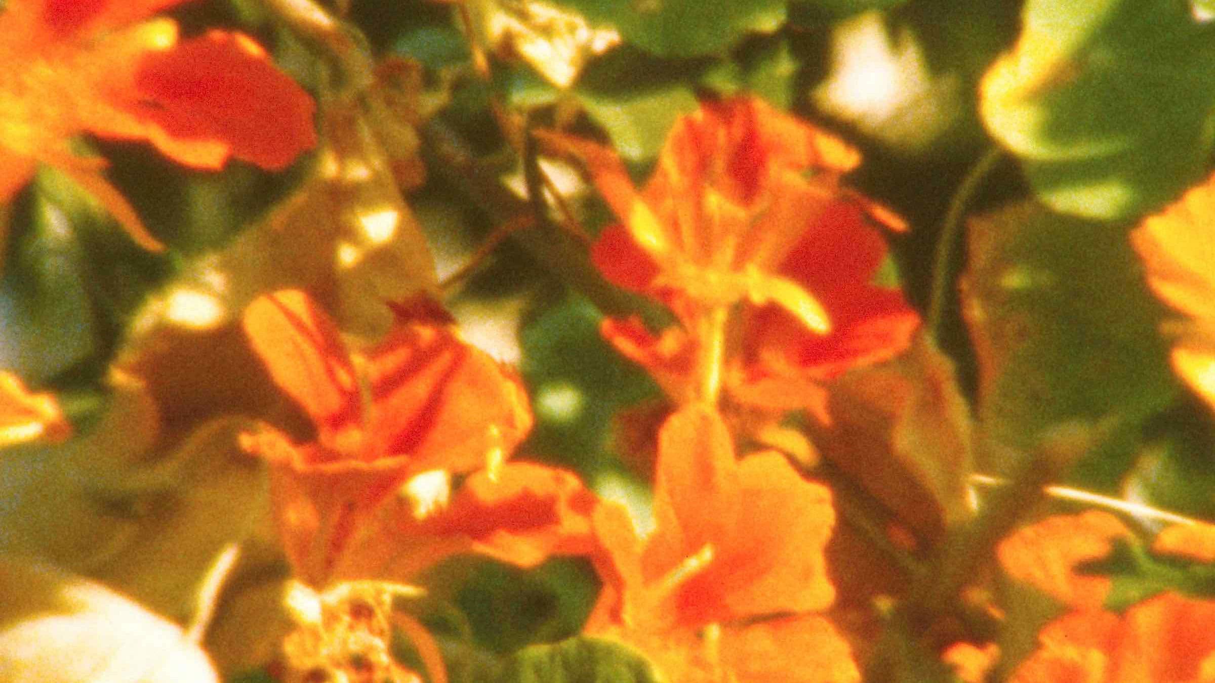 الحديقة السريّة