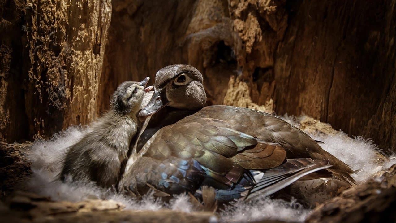 뒷뜰 야생 탐험