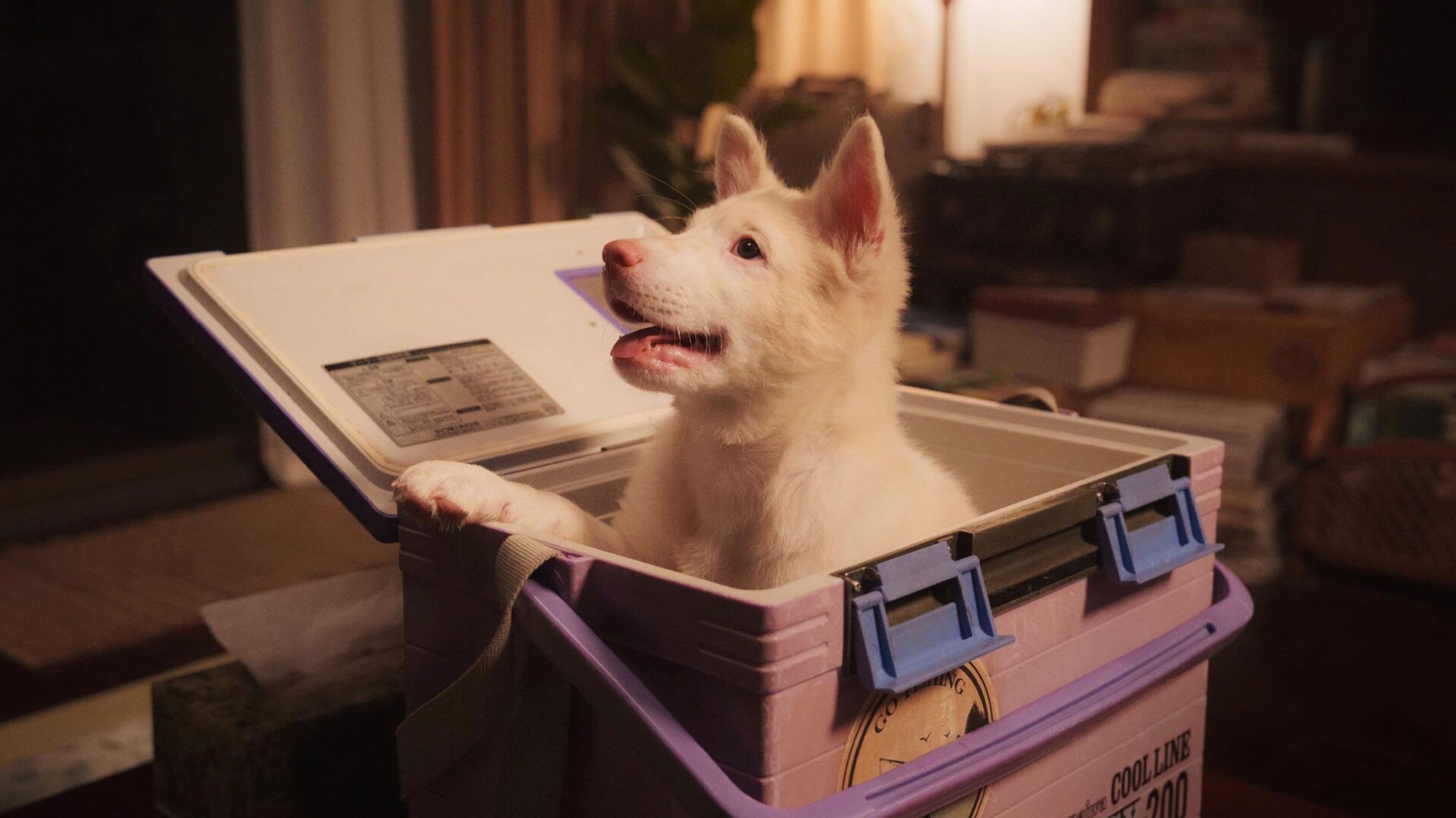 โกฮัง..หัวใจโกโฮม