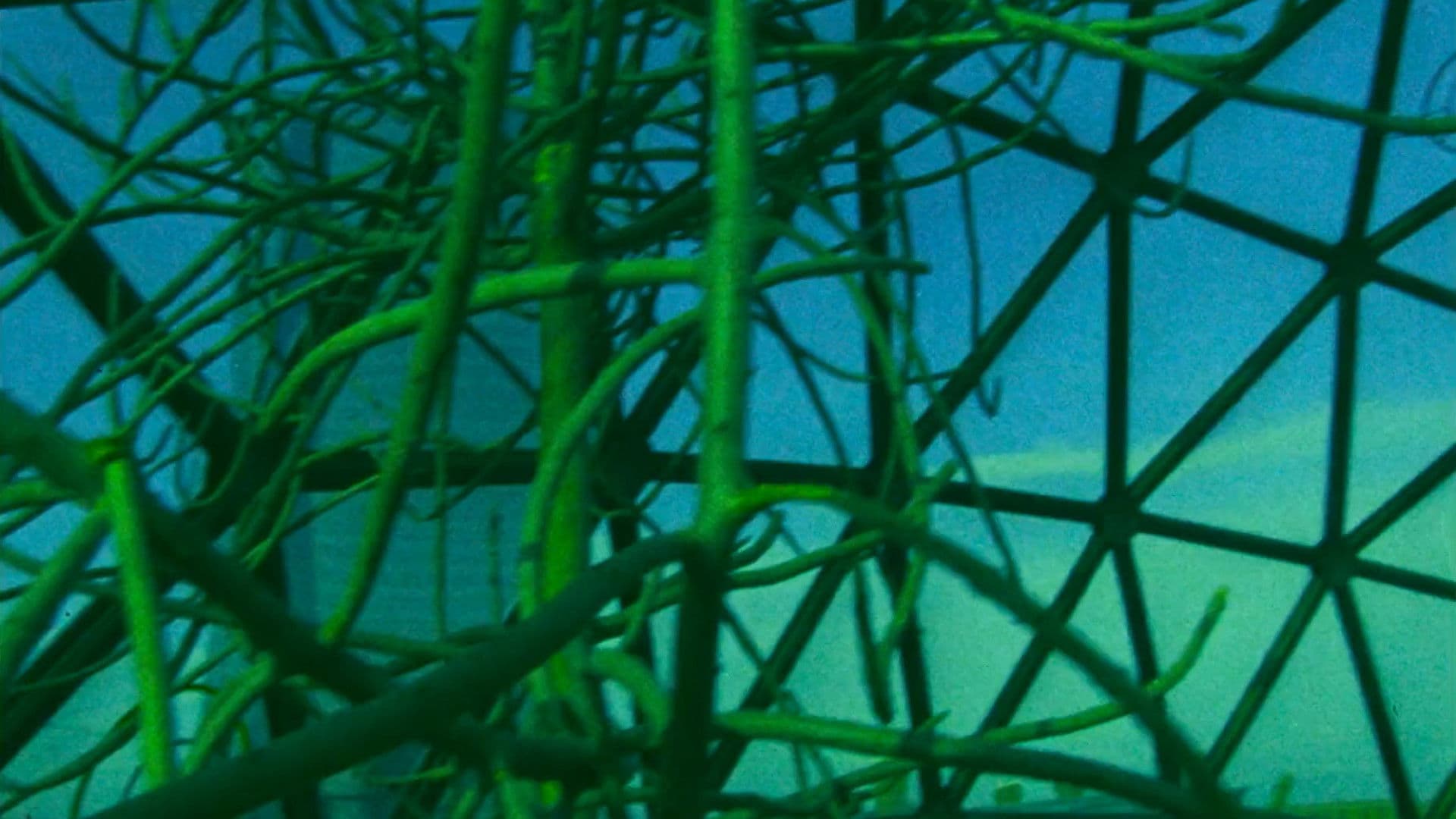 오네트: 메이드 인 아메리카