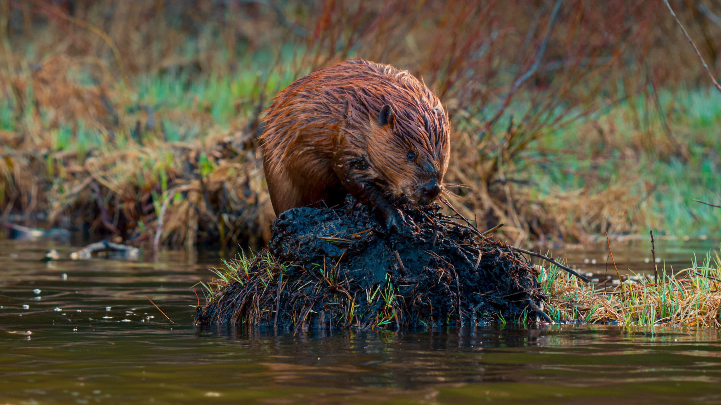 위기의 콜로라도강